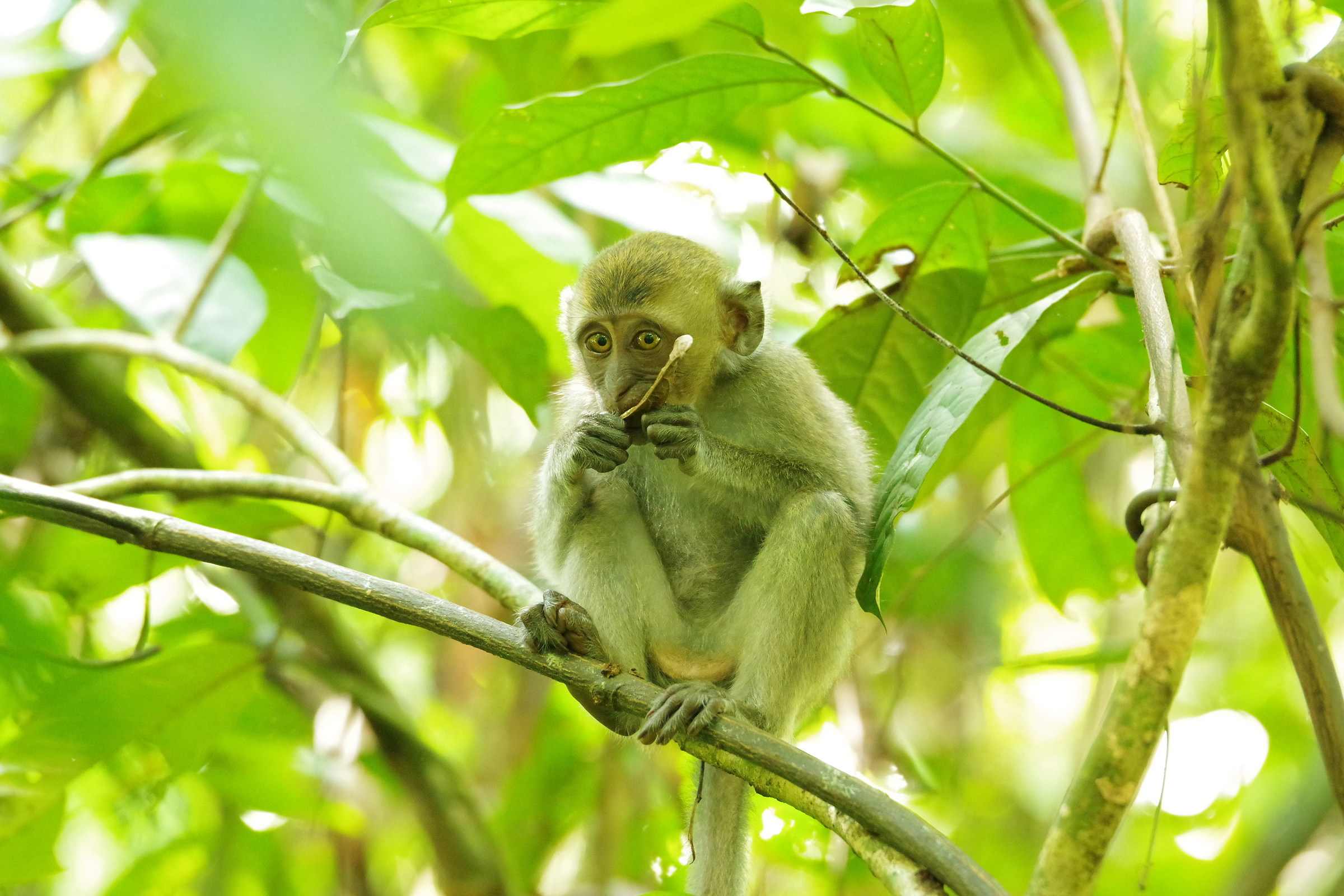 E io sgranocchio qualcosa