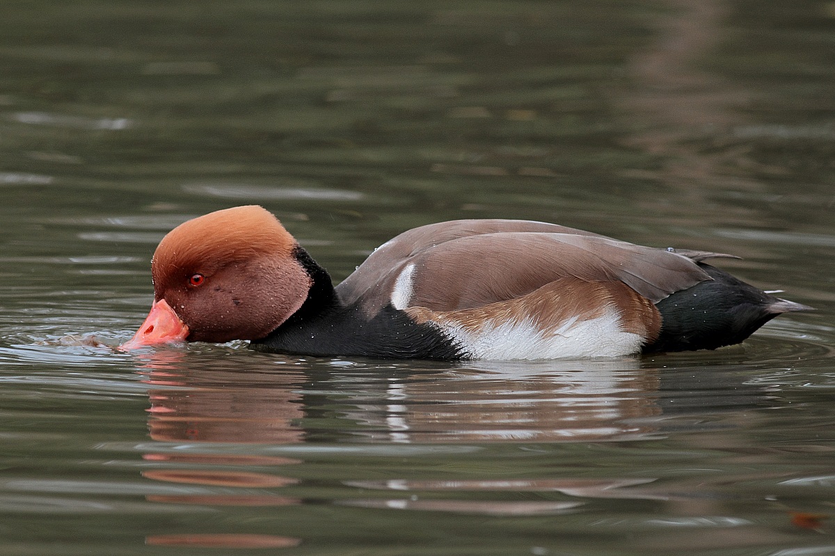 Pochard turkish