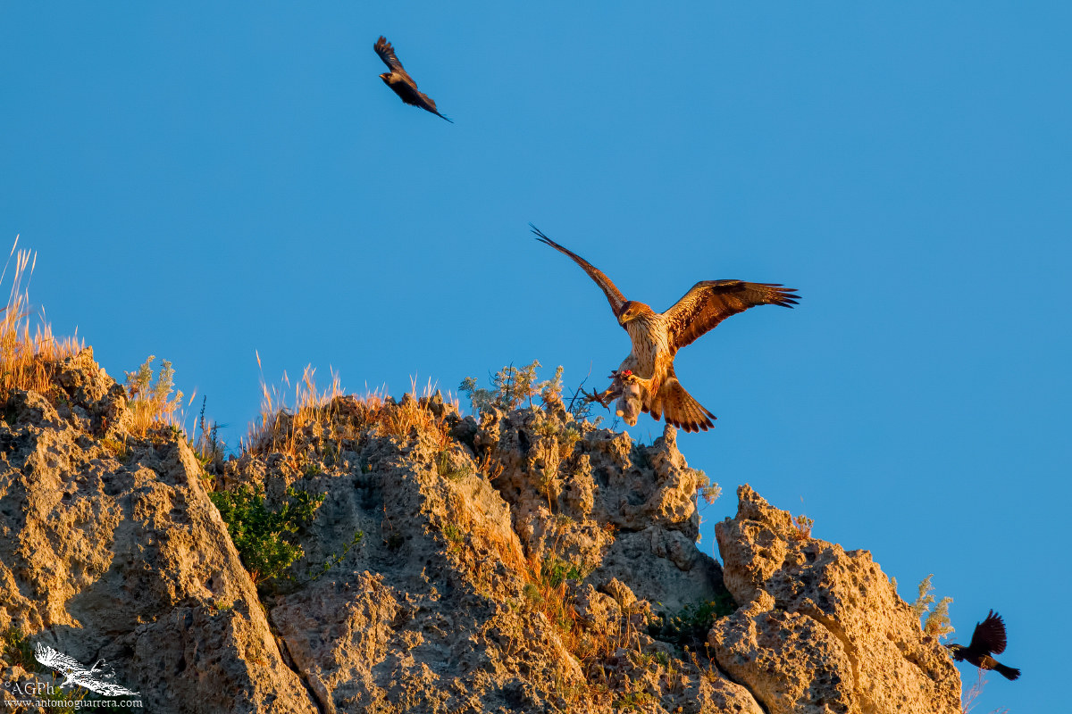 Aquila di Bonelli ambientata con preda