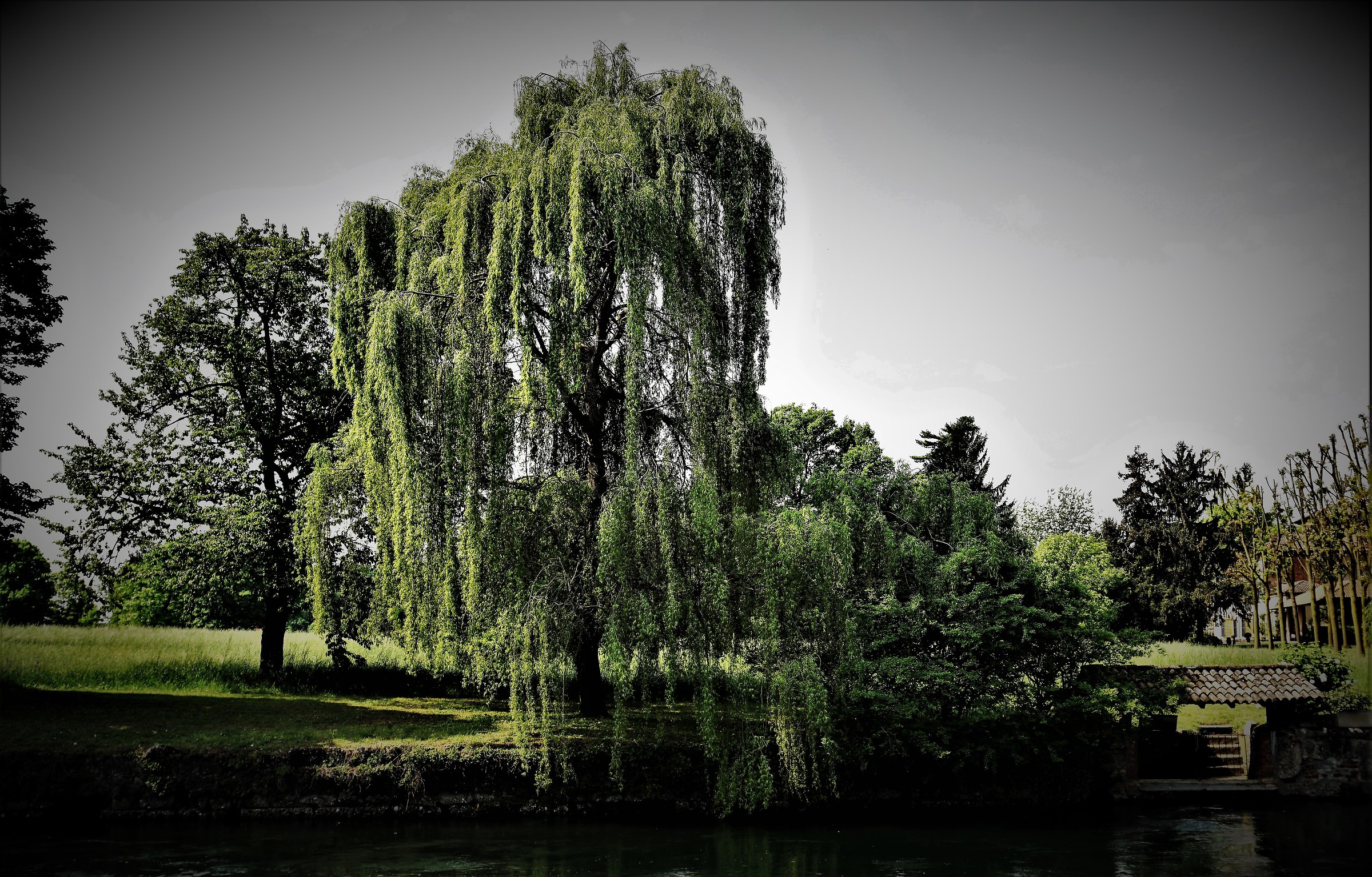 The canal and the willow