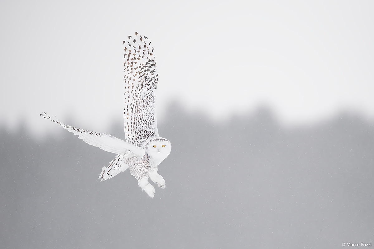 Volare nella tormenta