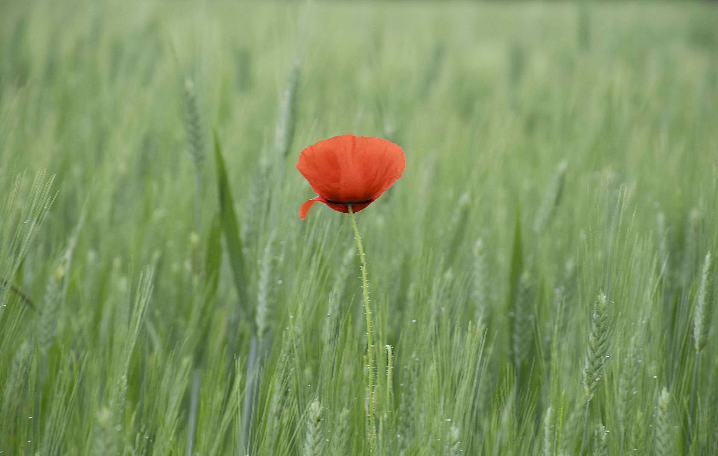 In un campo di grano.......vigile