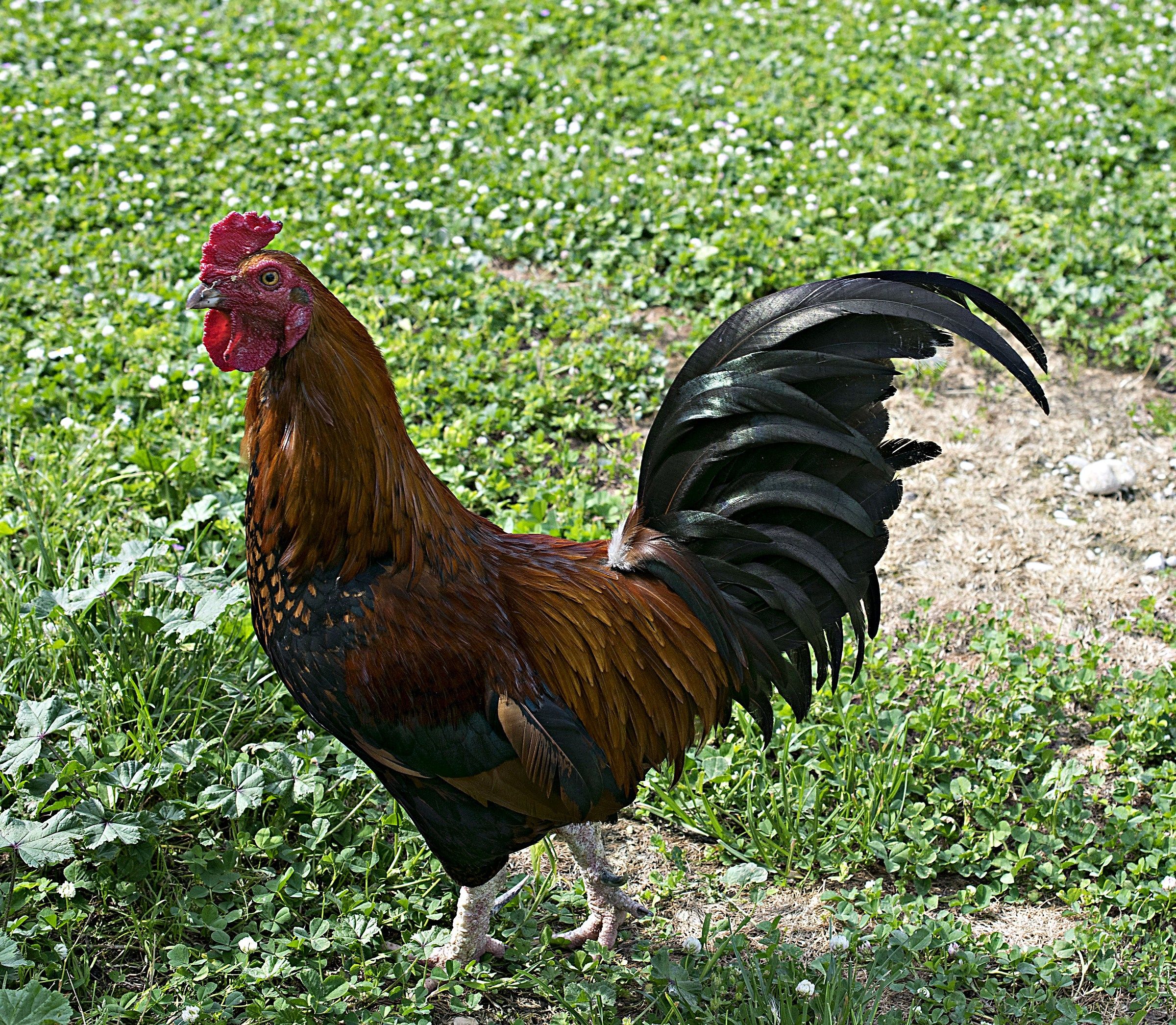 Portamento altero...sguardo attento