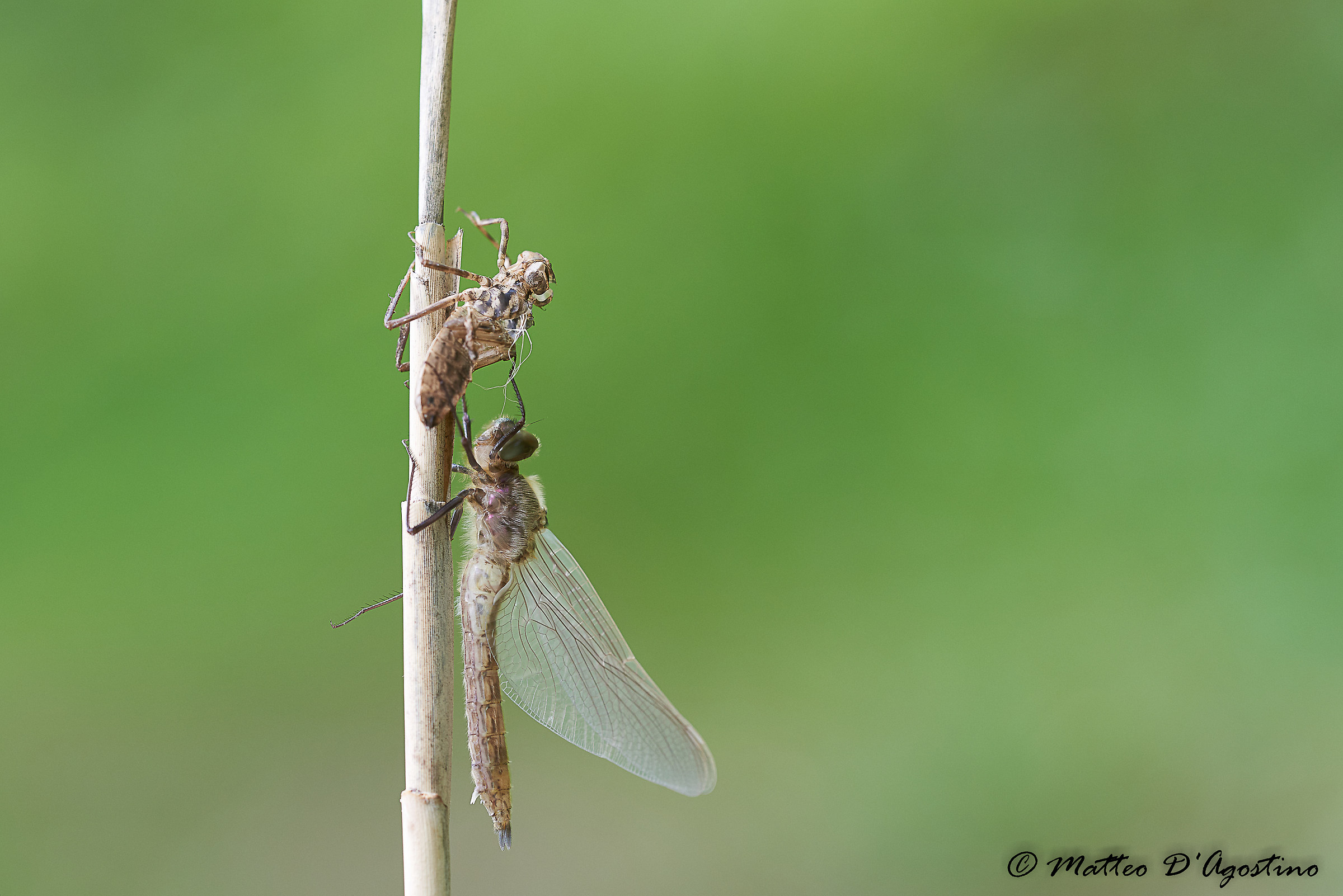 appena fuori dall'esuvia