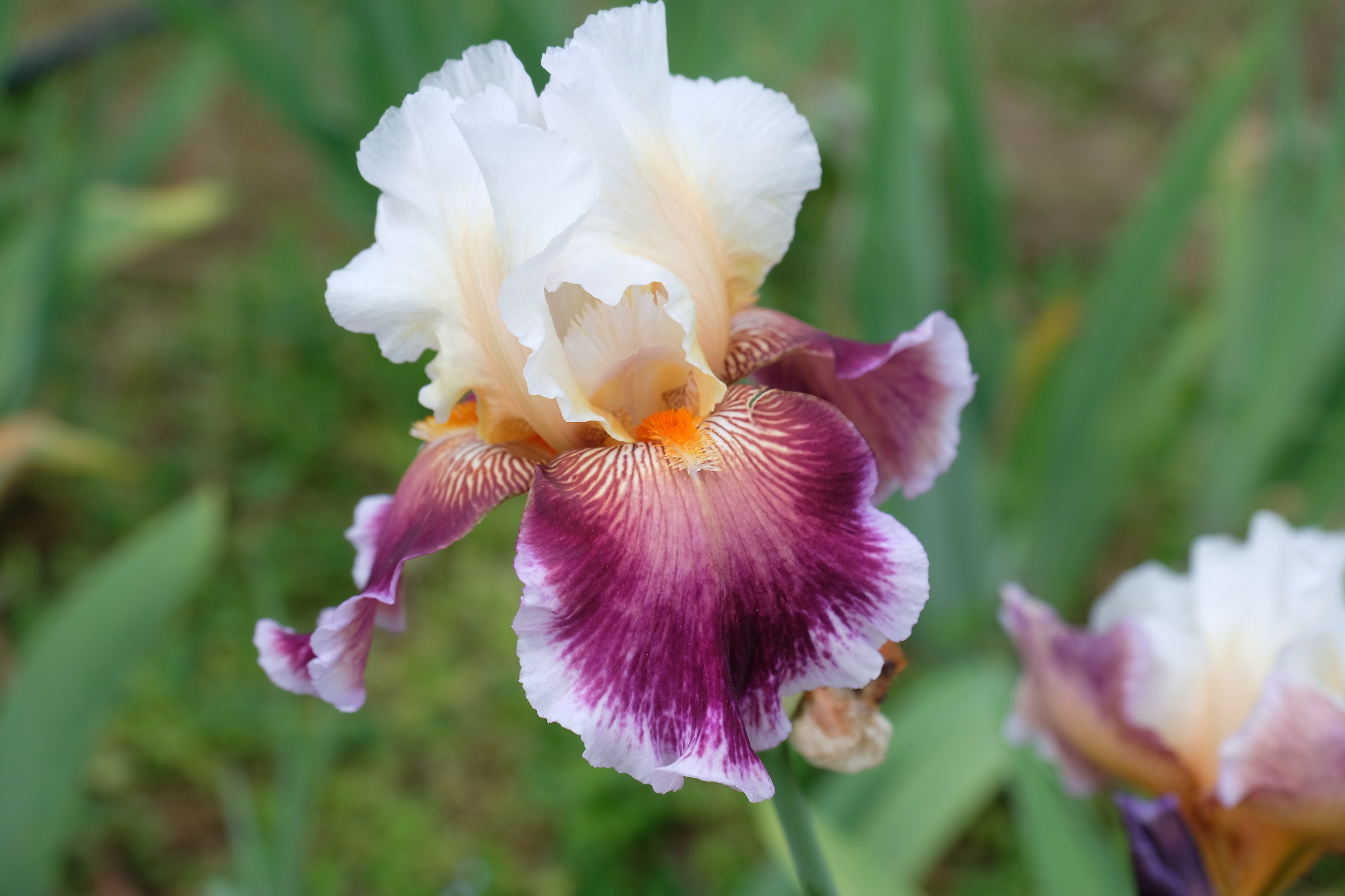 Iris