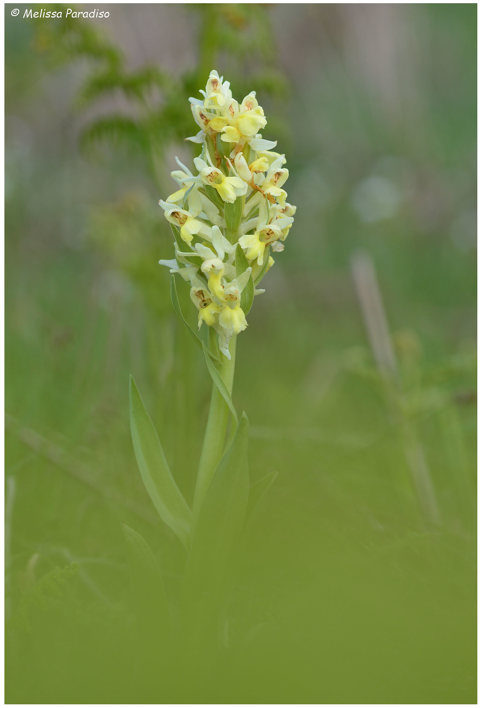 Orchis pauciflora