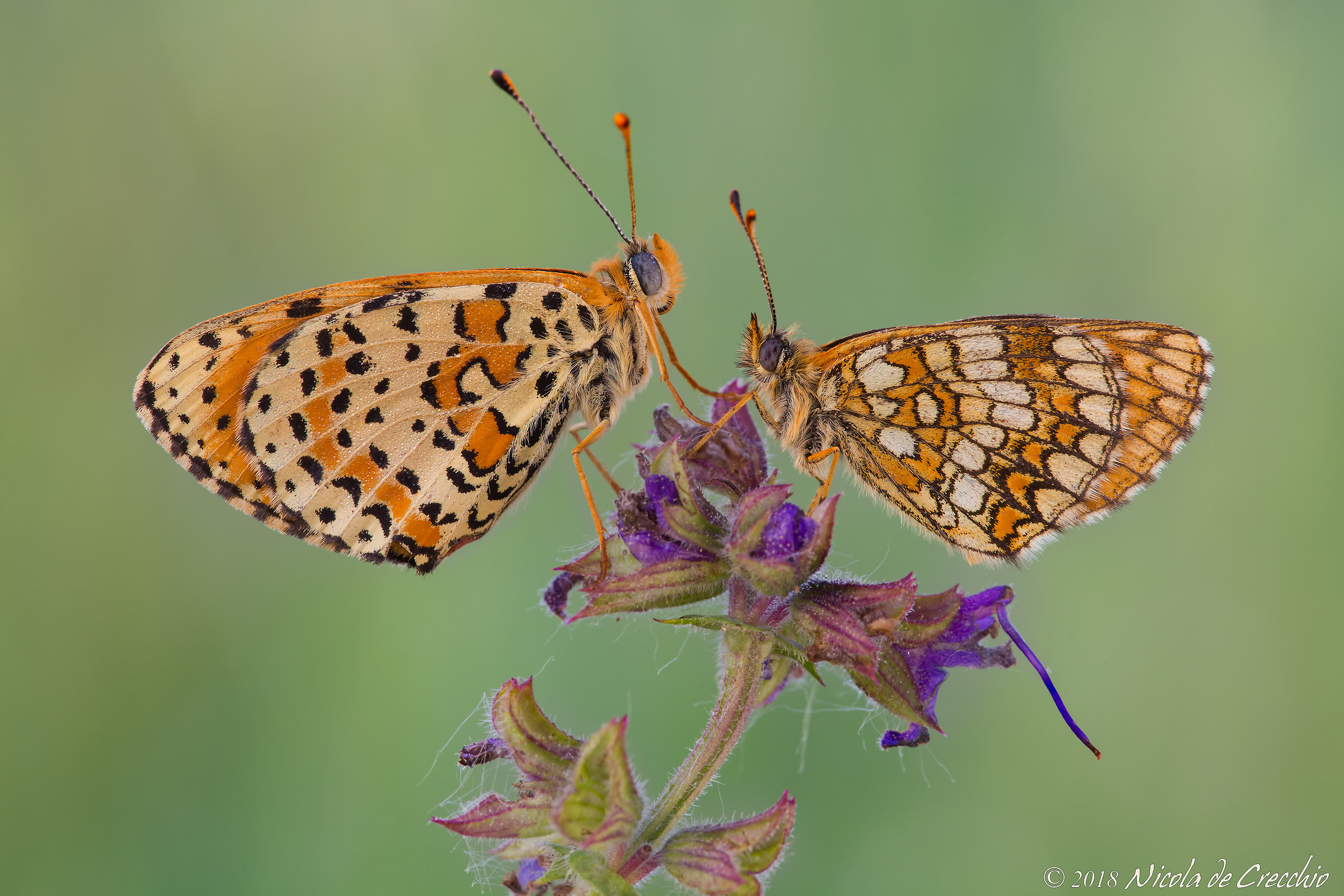 Melitee (Didyma and Nevadensis)