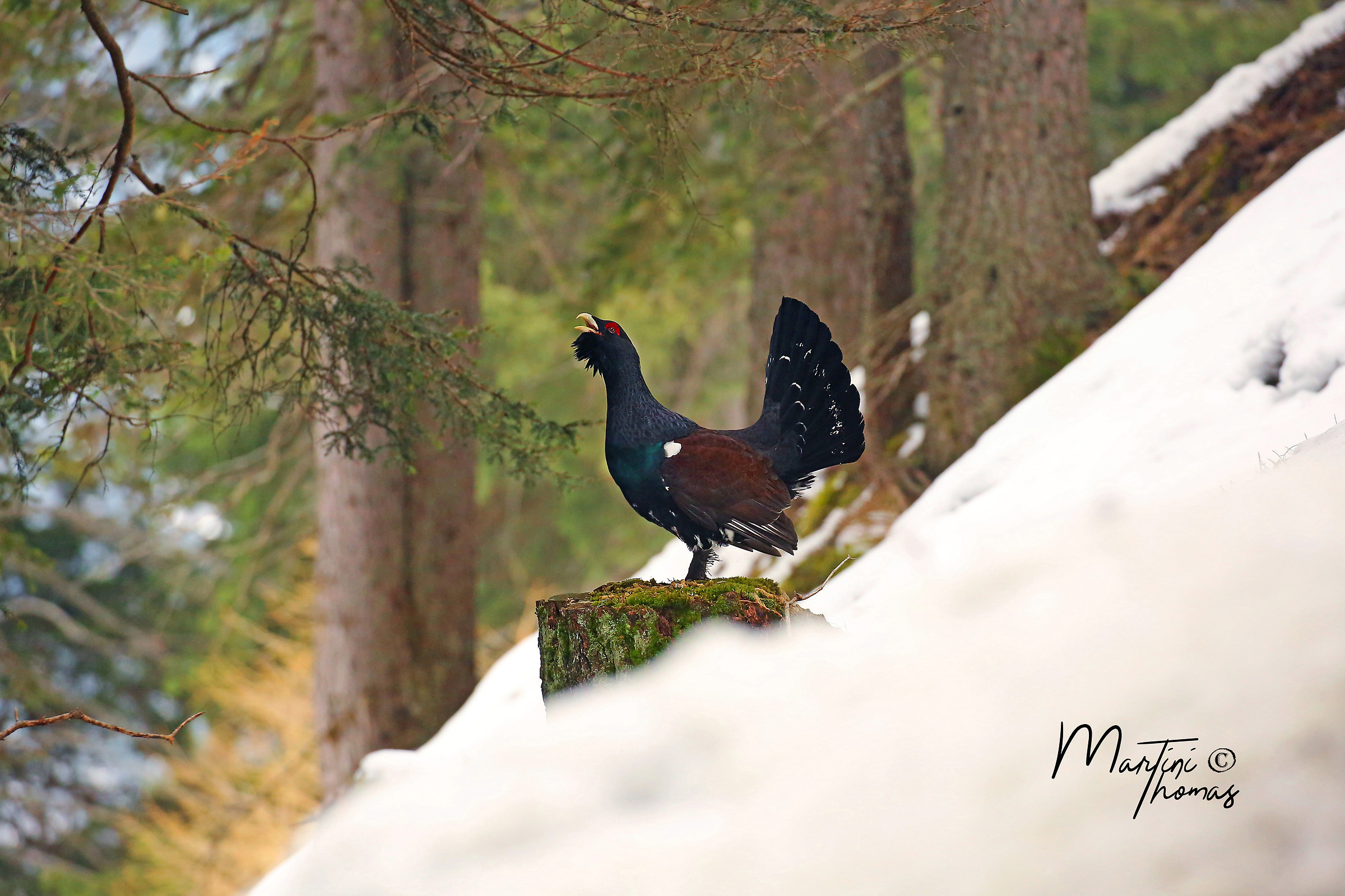 Il re è salito sul trono!