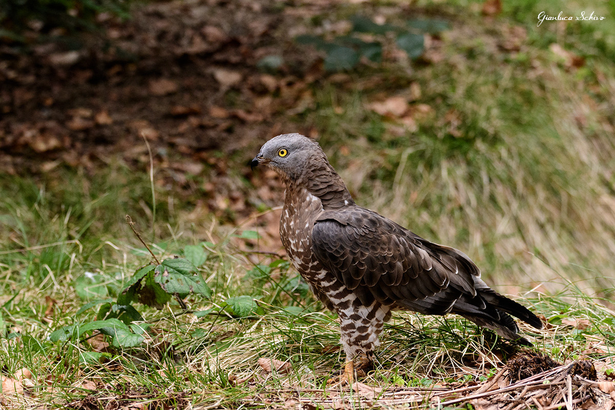 Surprises in shed, buzzard