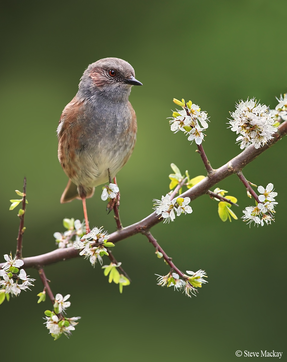 Dunnock