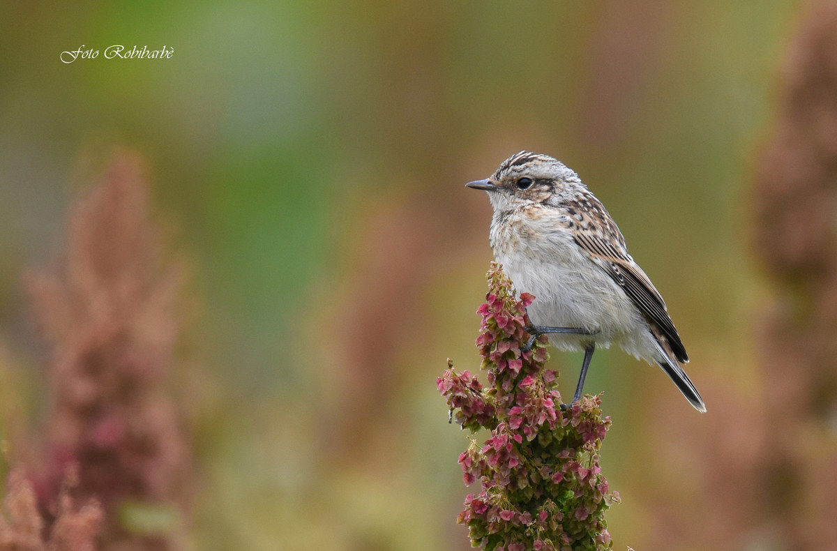 Whinchat... juv...