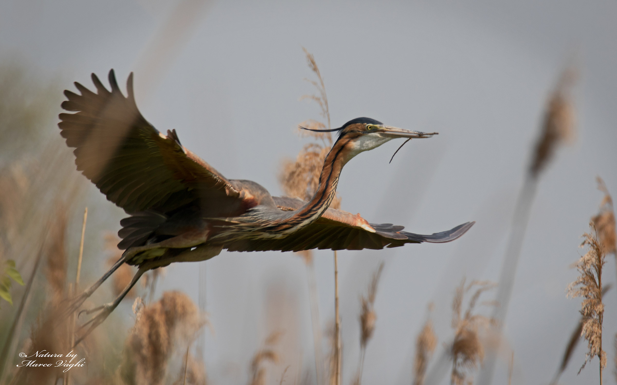 Airone rosso. Ardea purpurea
