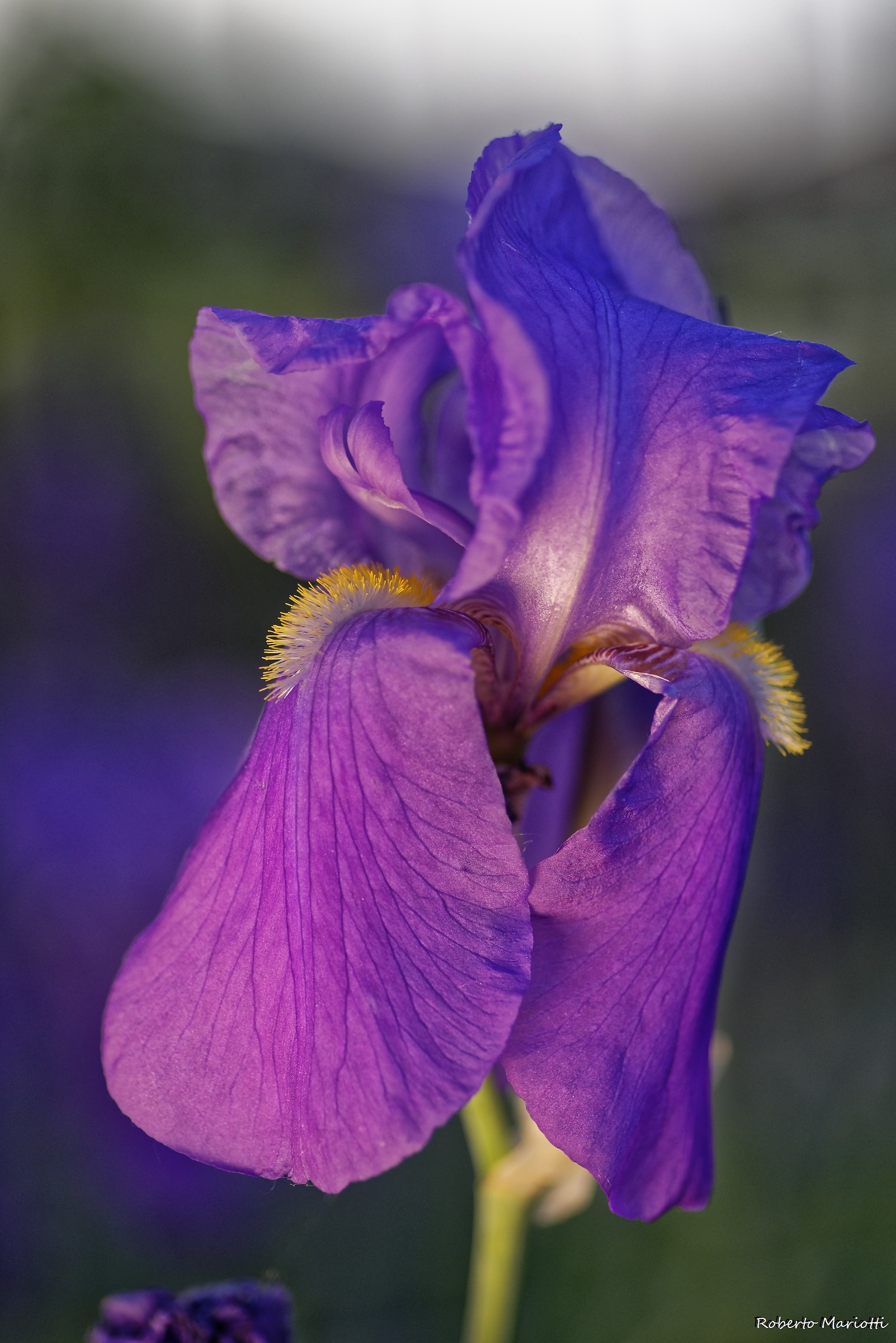 Iris 2018