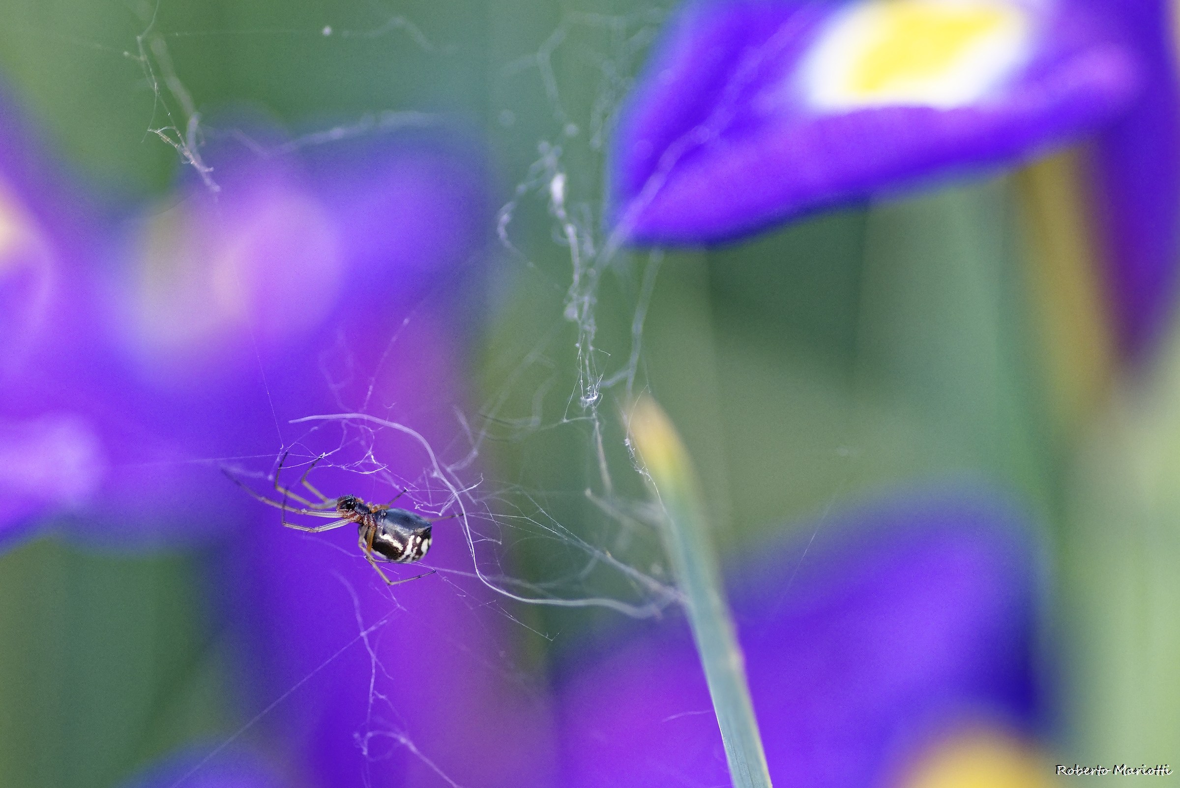 Belly up among irises