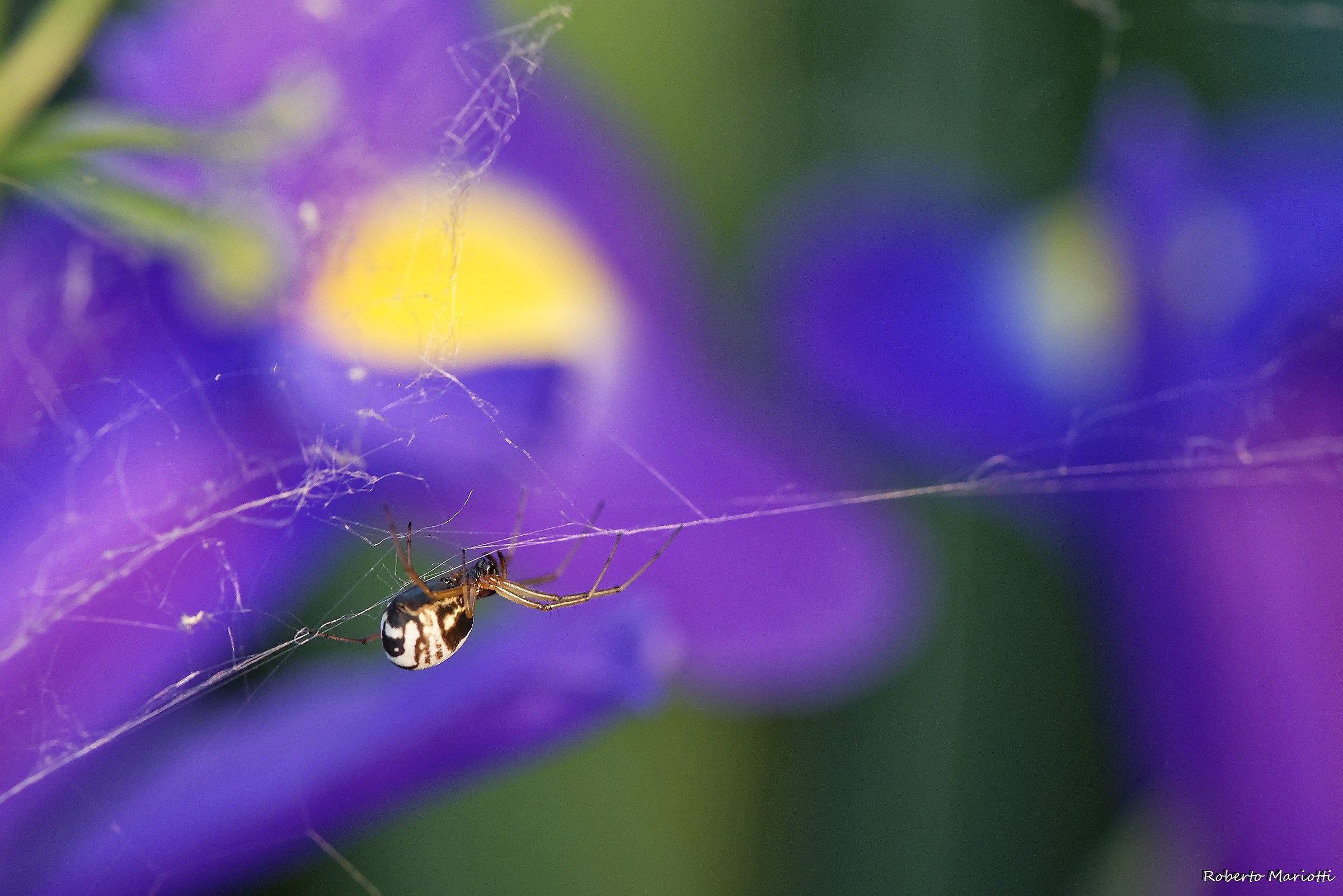 Balancer on Belly up