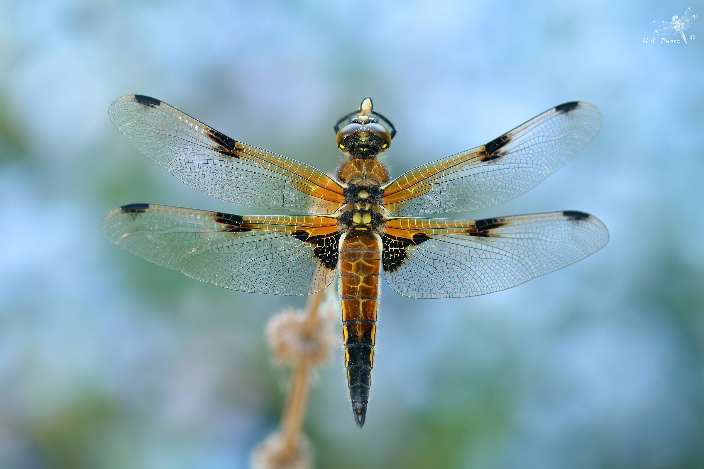 Libellula quadrimaculata, female