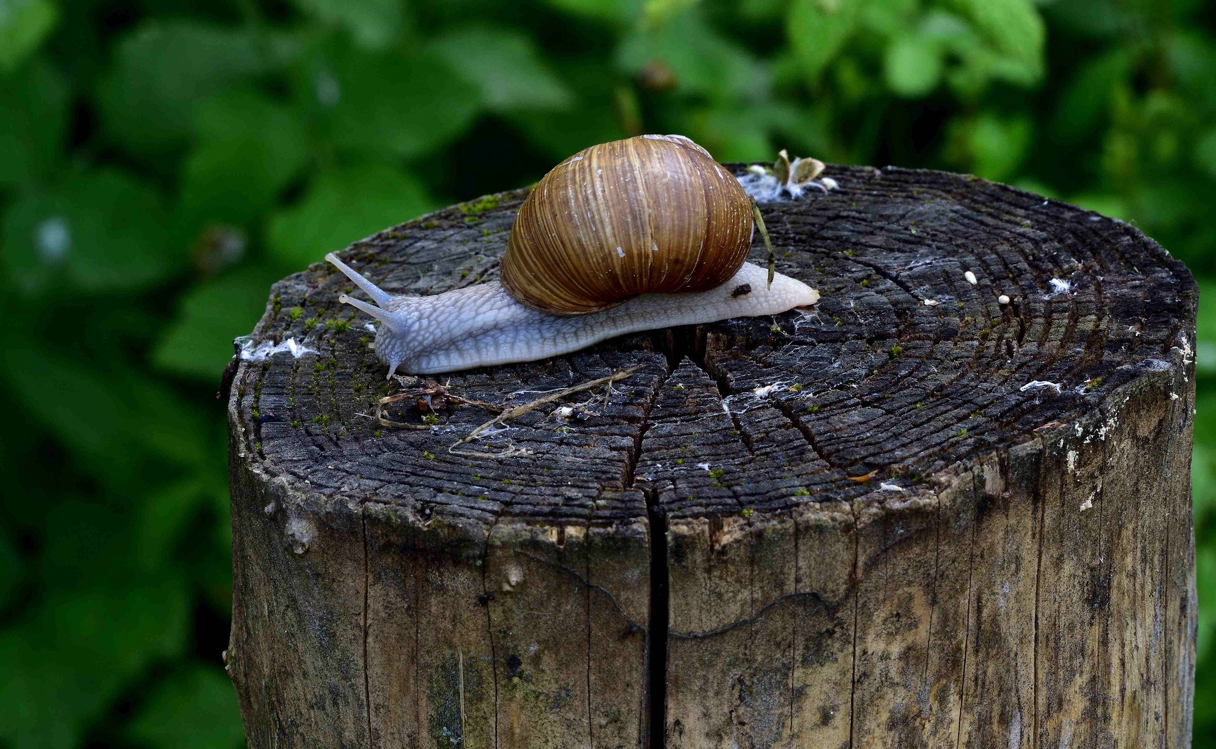 Looking for the lettuce...