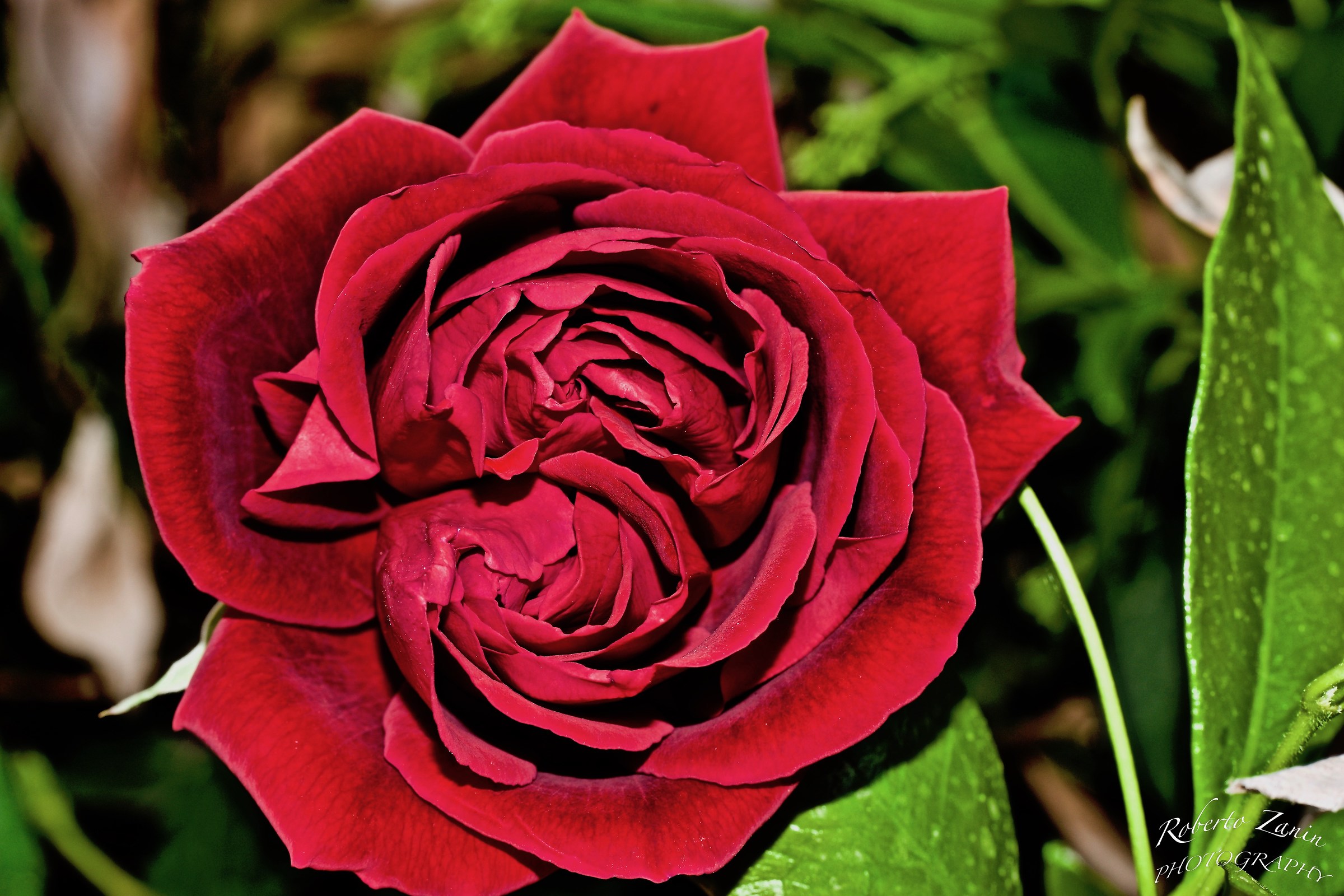 Rara rosa doppio bocciolo