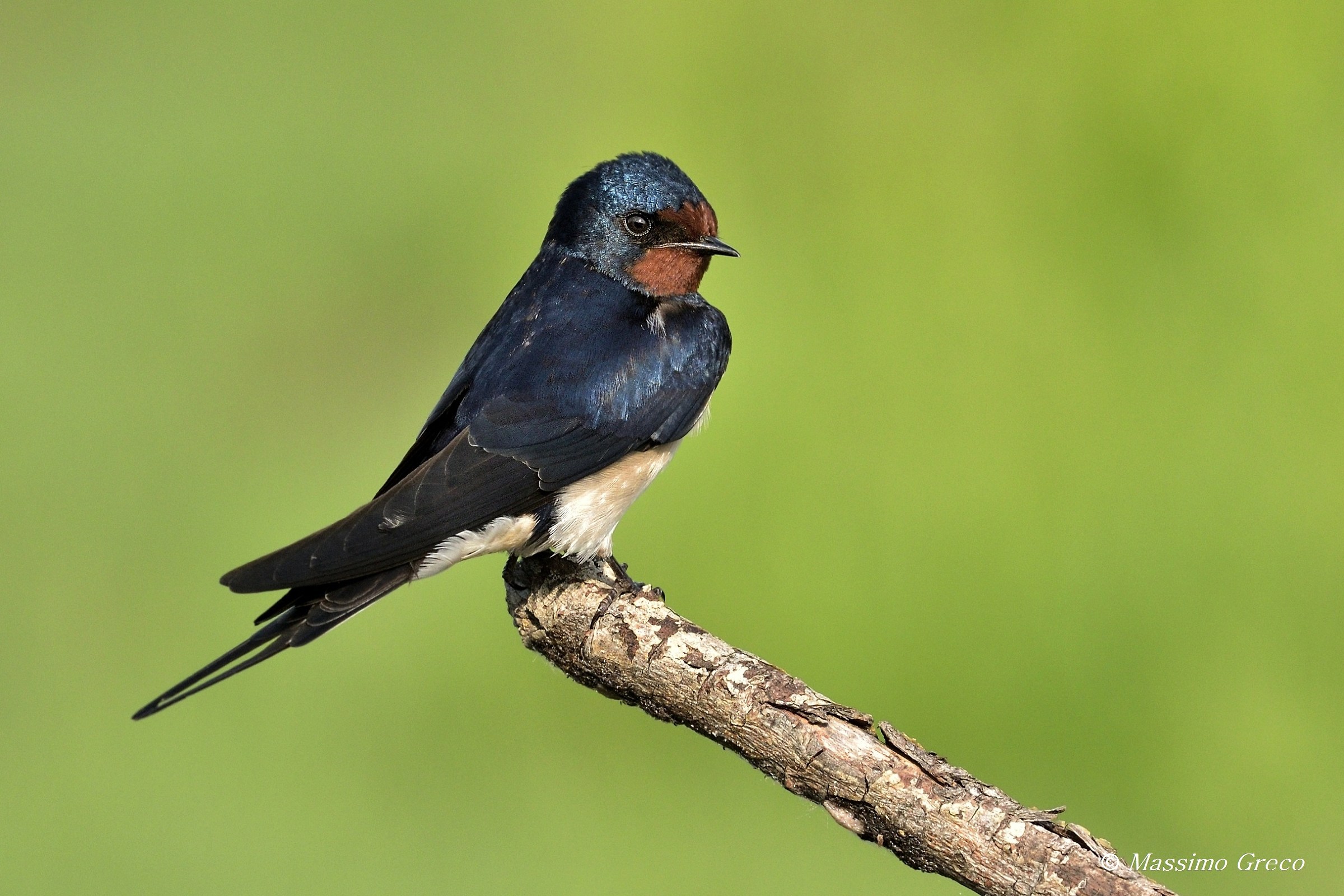 Hirundo rustica