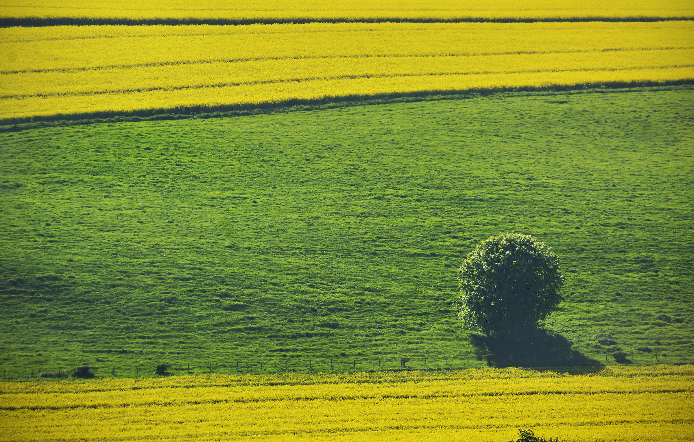 So Bright, So Sunny!