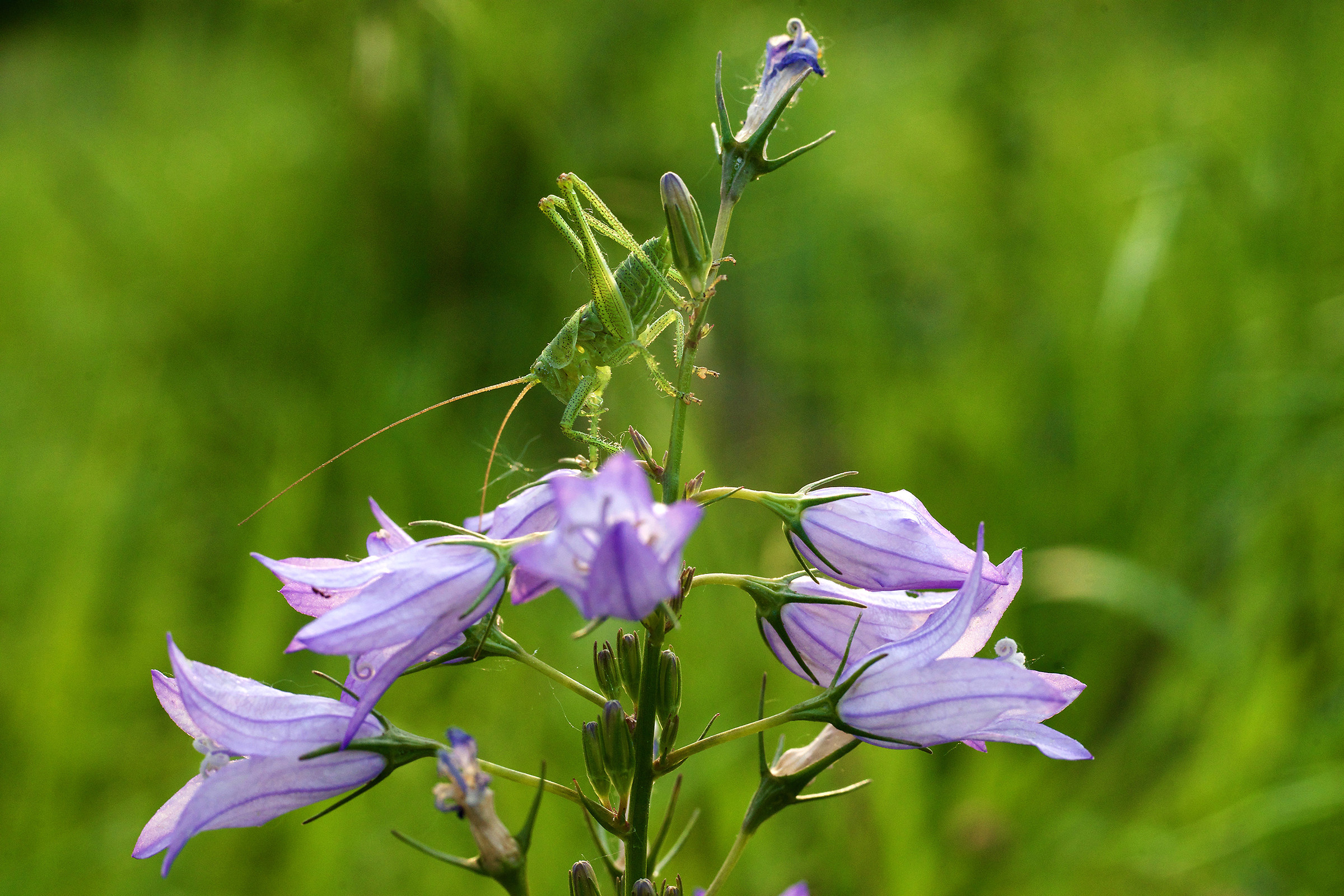 Campanula con grillo verde