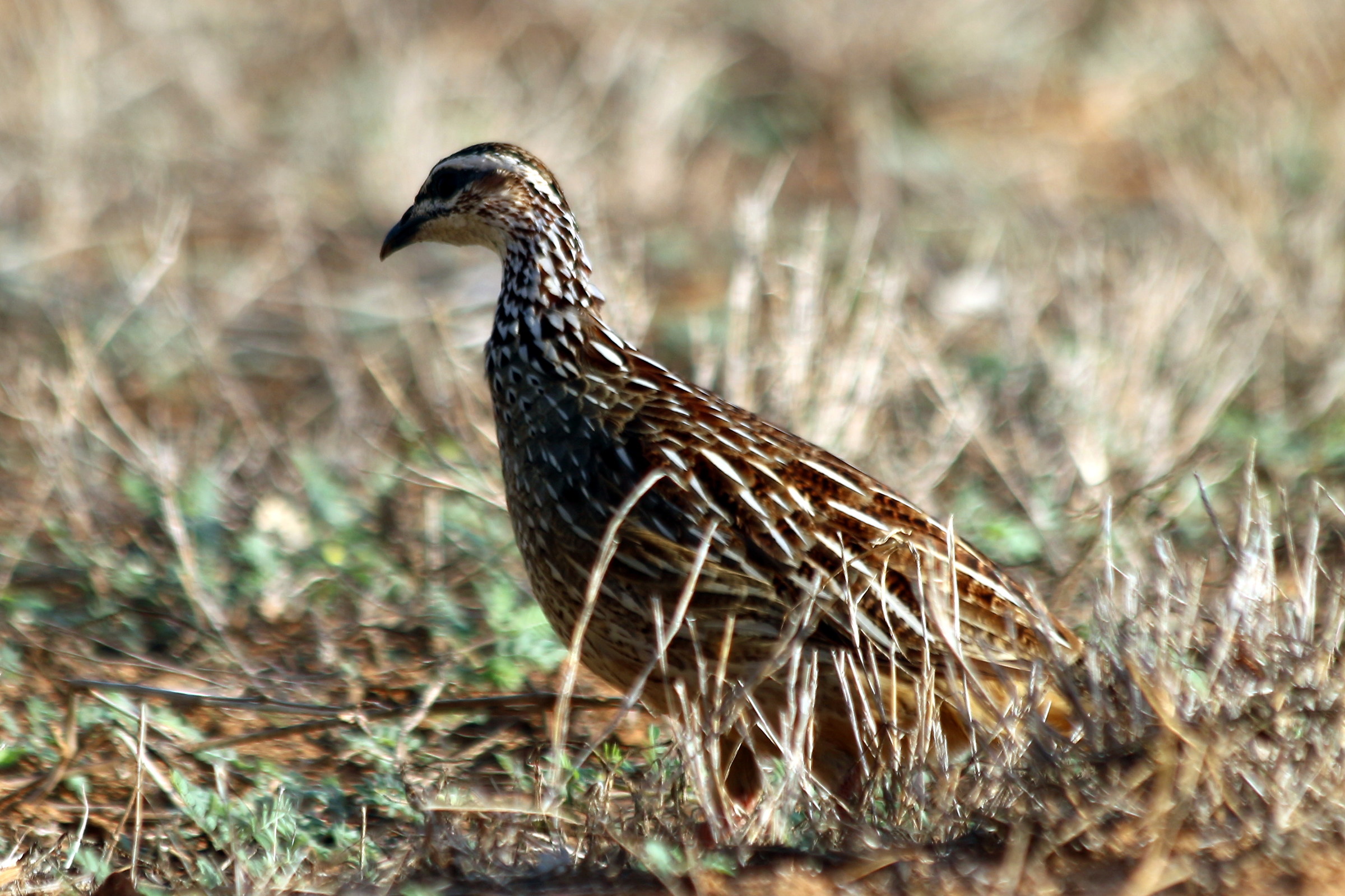 Francolin of Jackson