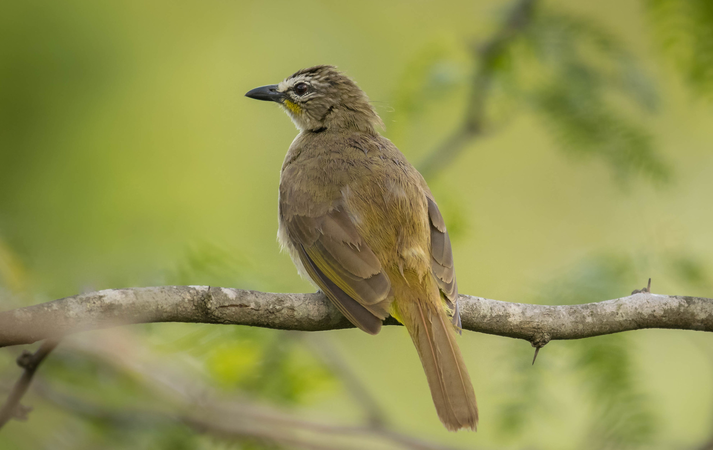 White browed bulbul