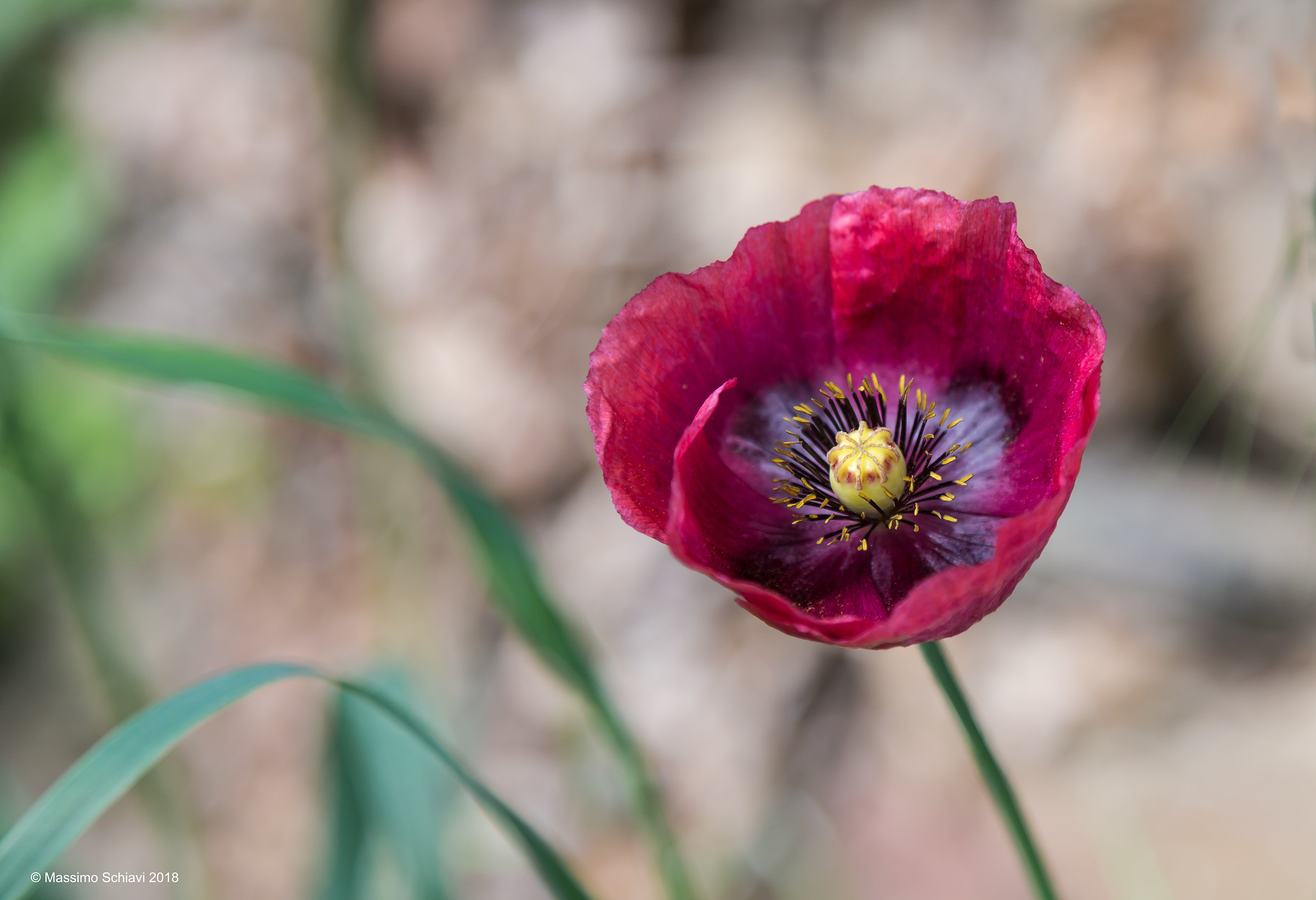 Papaver rhoas L. - Rosolaccio