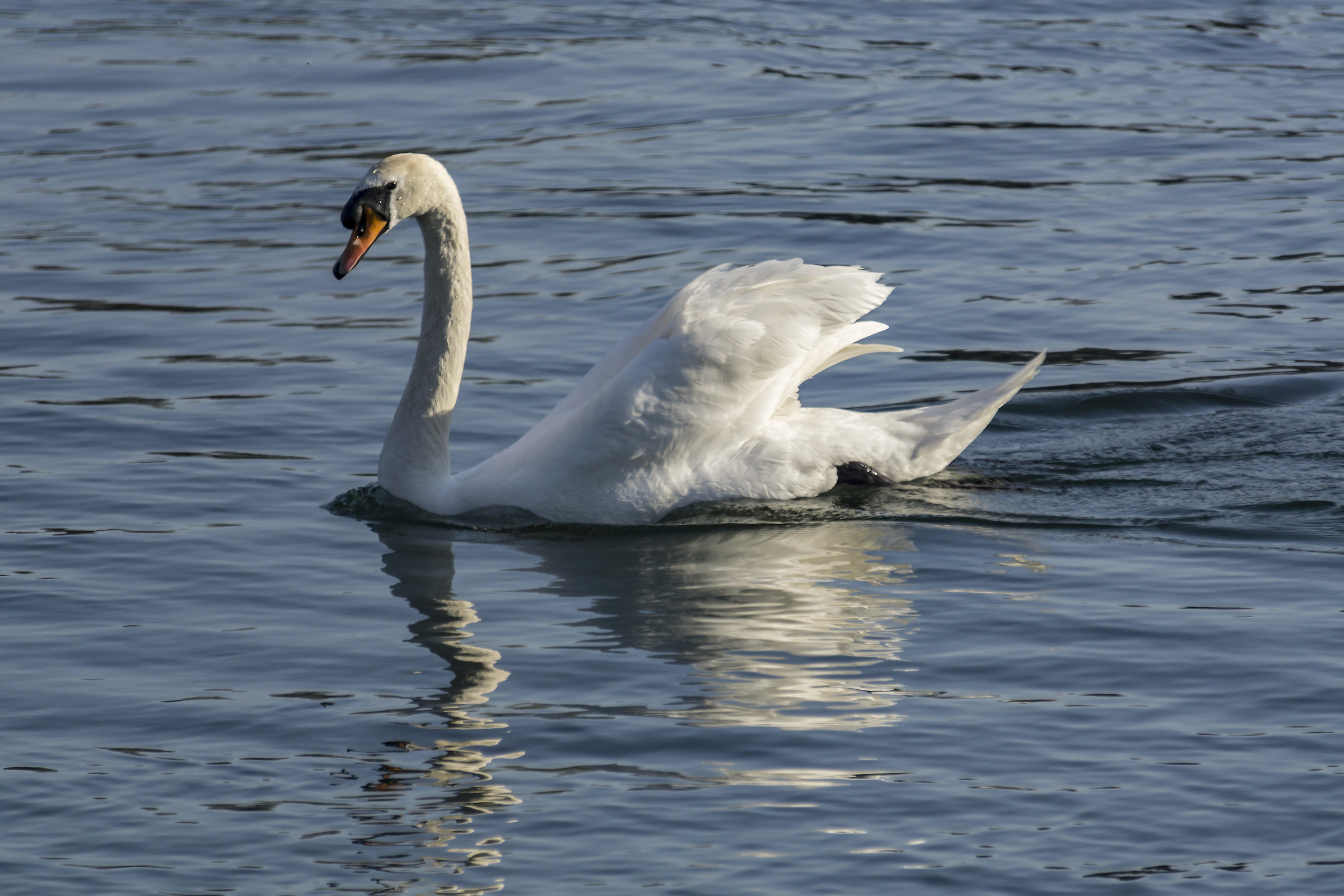 Cigno maschio - Venerdì 20 aprile 2018, 18:02