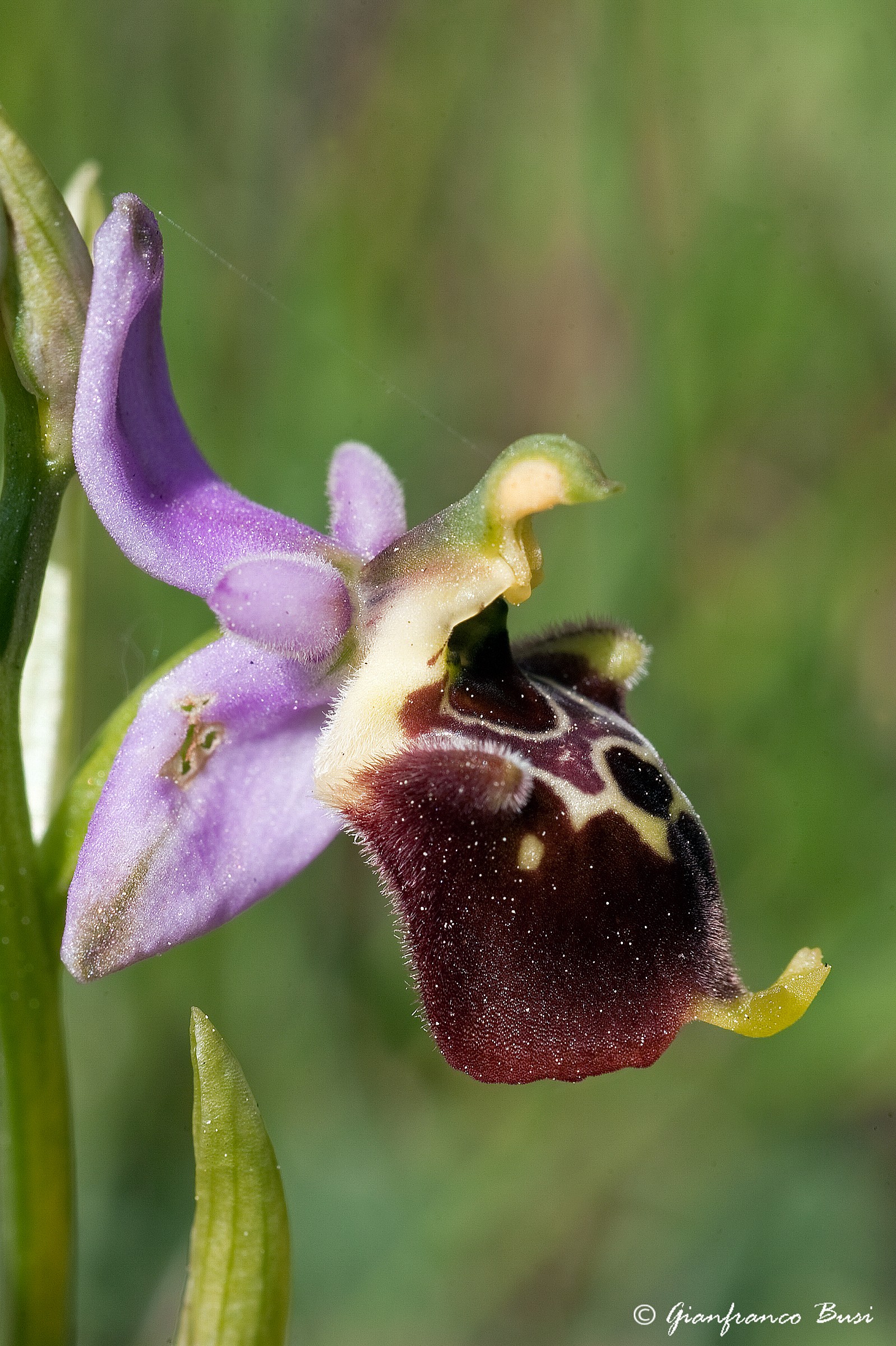 ophrys holoserica