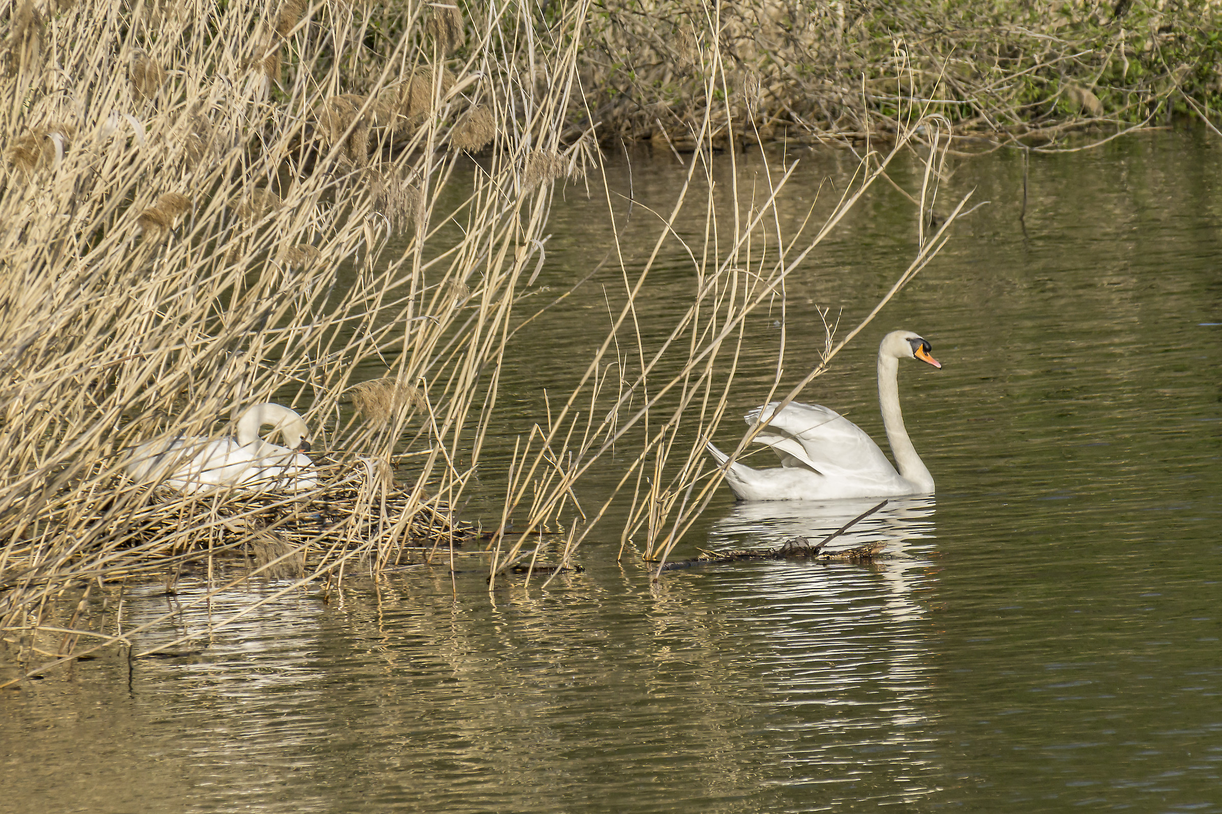 Nido dei cigni - Venerdì 20 aprile 2018, 18:04:02