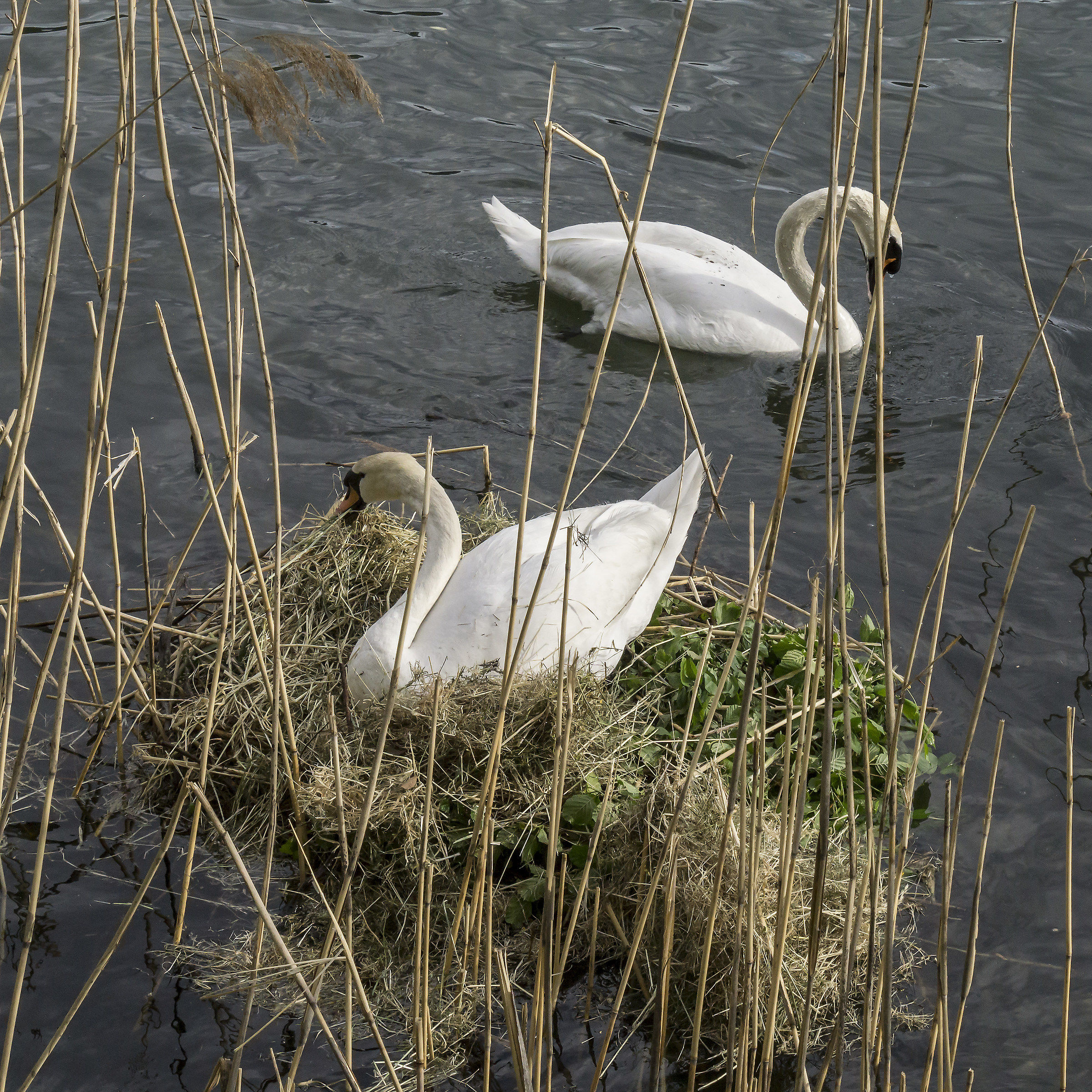 Nido dei cigni - Lunedì 30 aprile 2018, 18:00:30