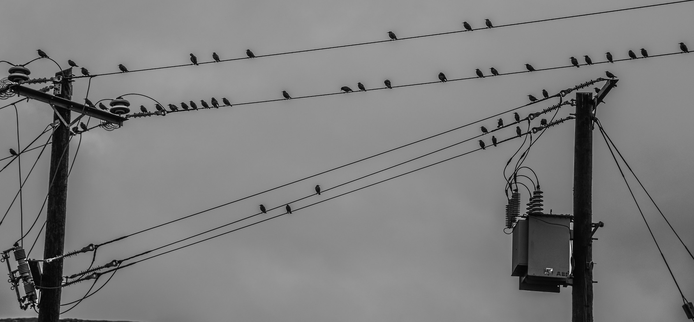 Birds on electricity