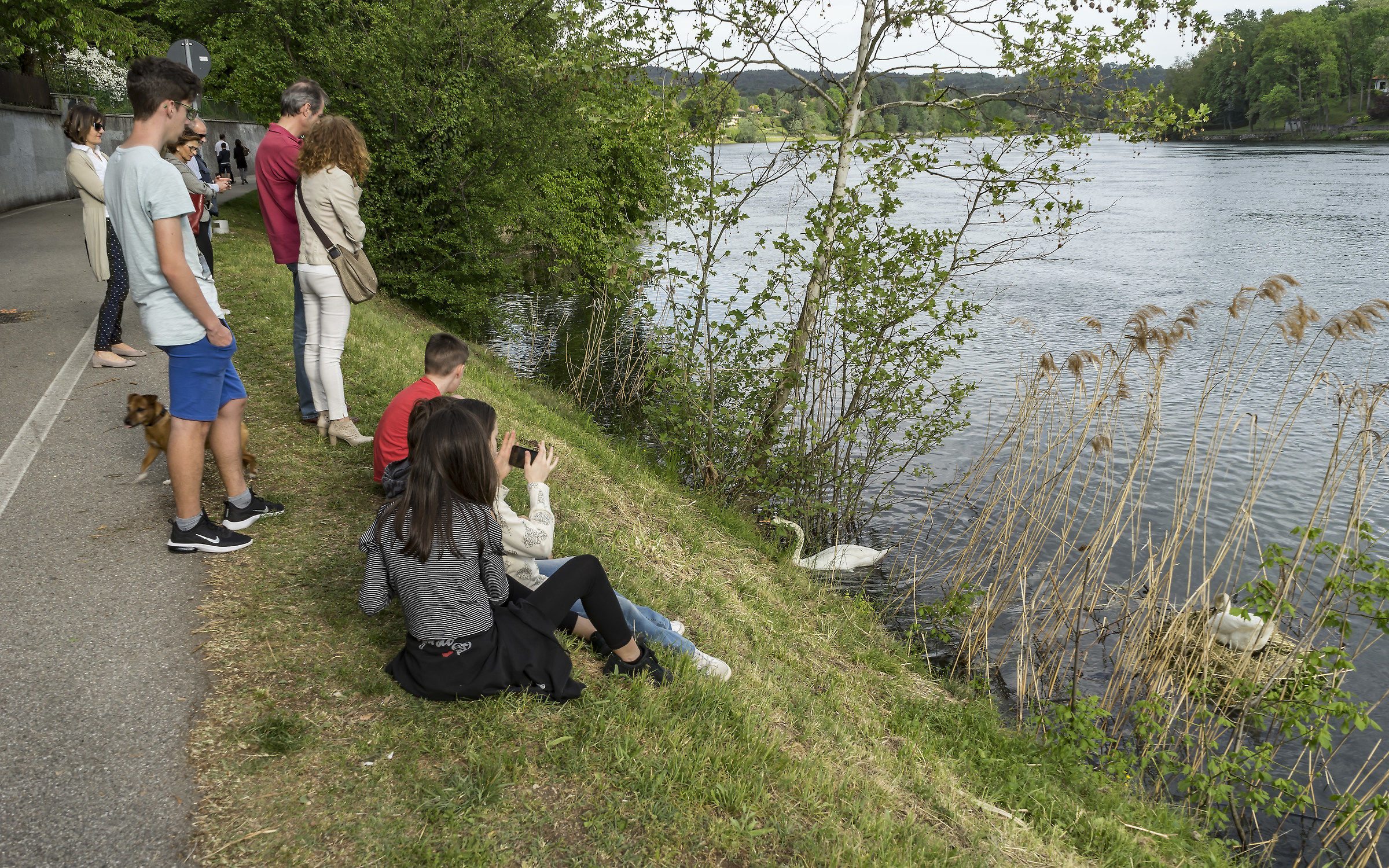 Swans ' Nest-Monday 30 April 2018, 18:07:44