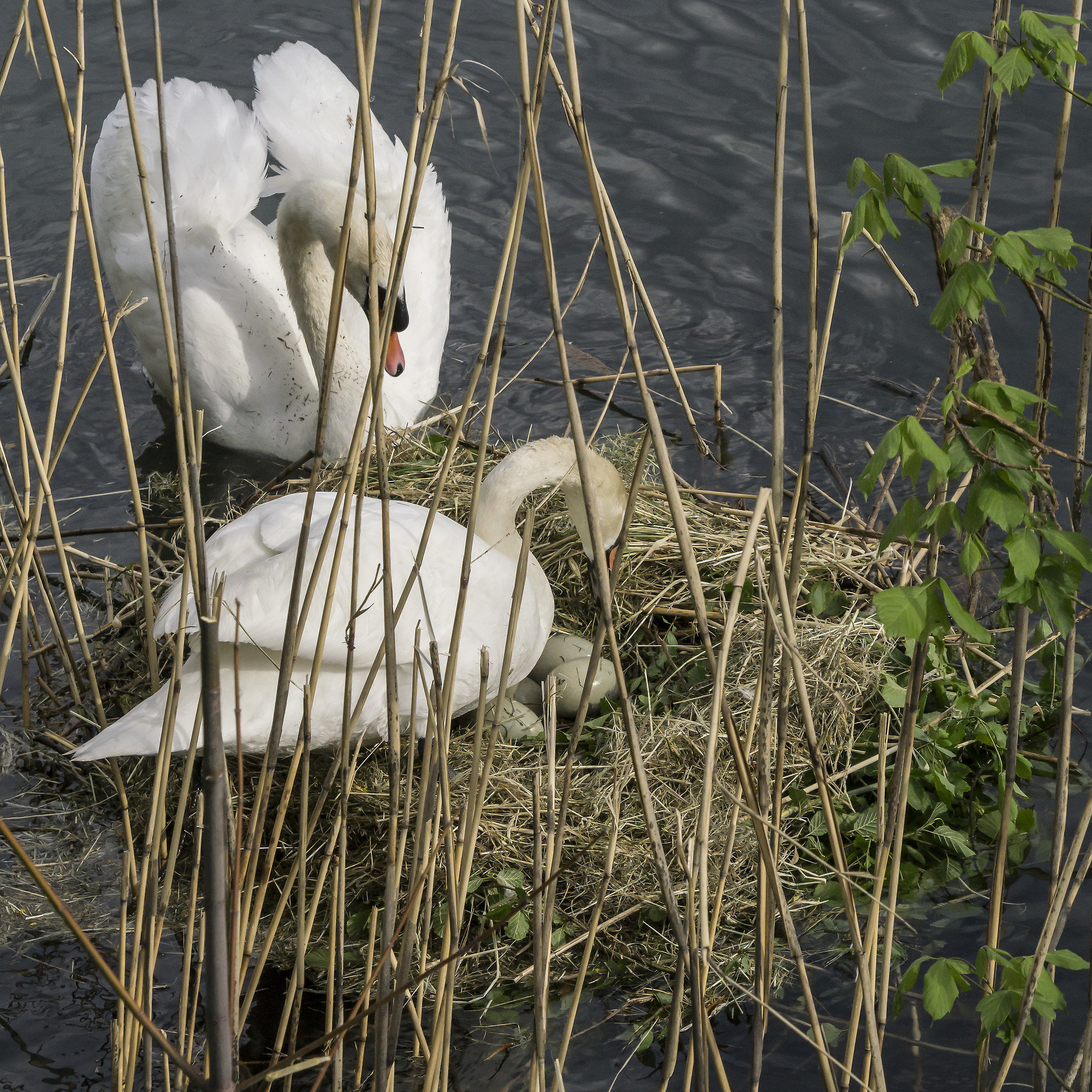 Nido dei cigni - Lunedì 30 aprile 2018, 18:09:04
