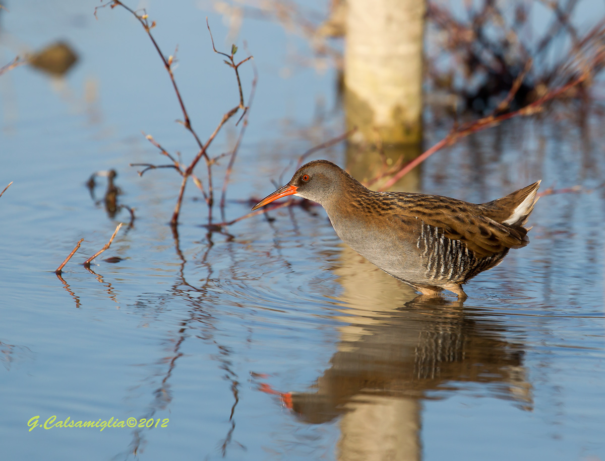 Water Rail - Rallus aquaticus