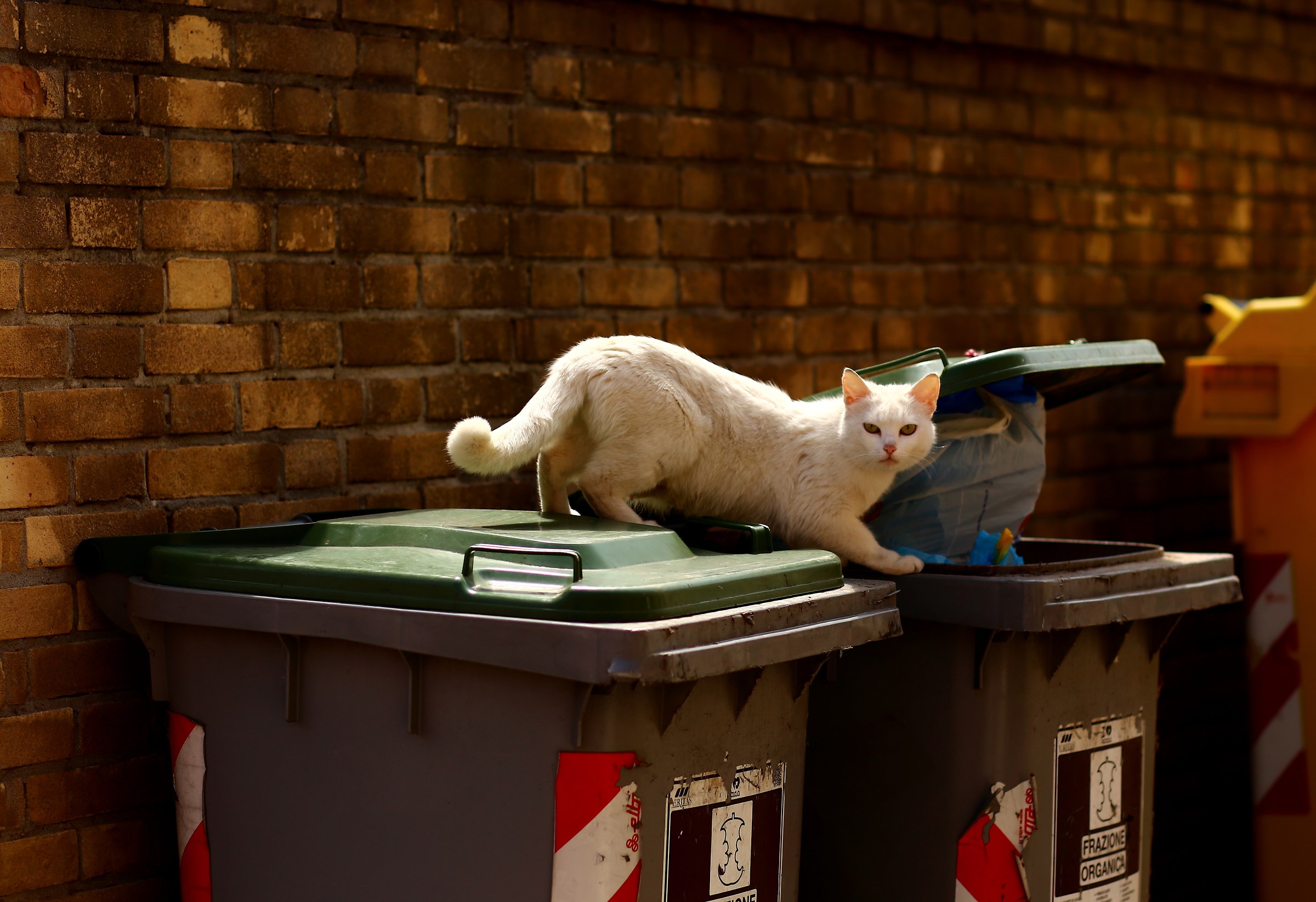 With his paws in the sack