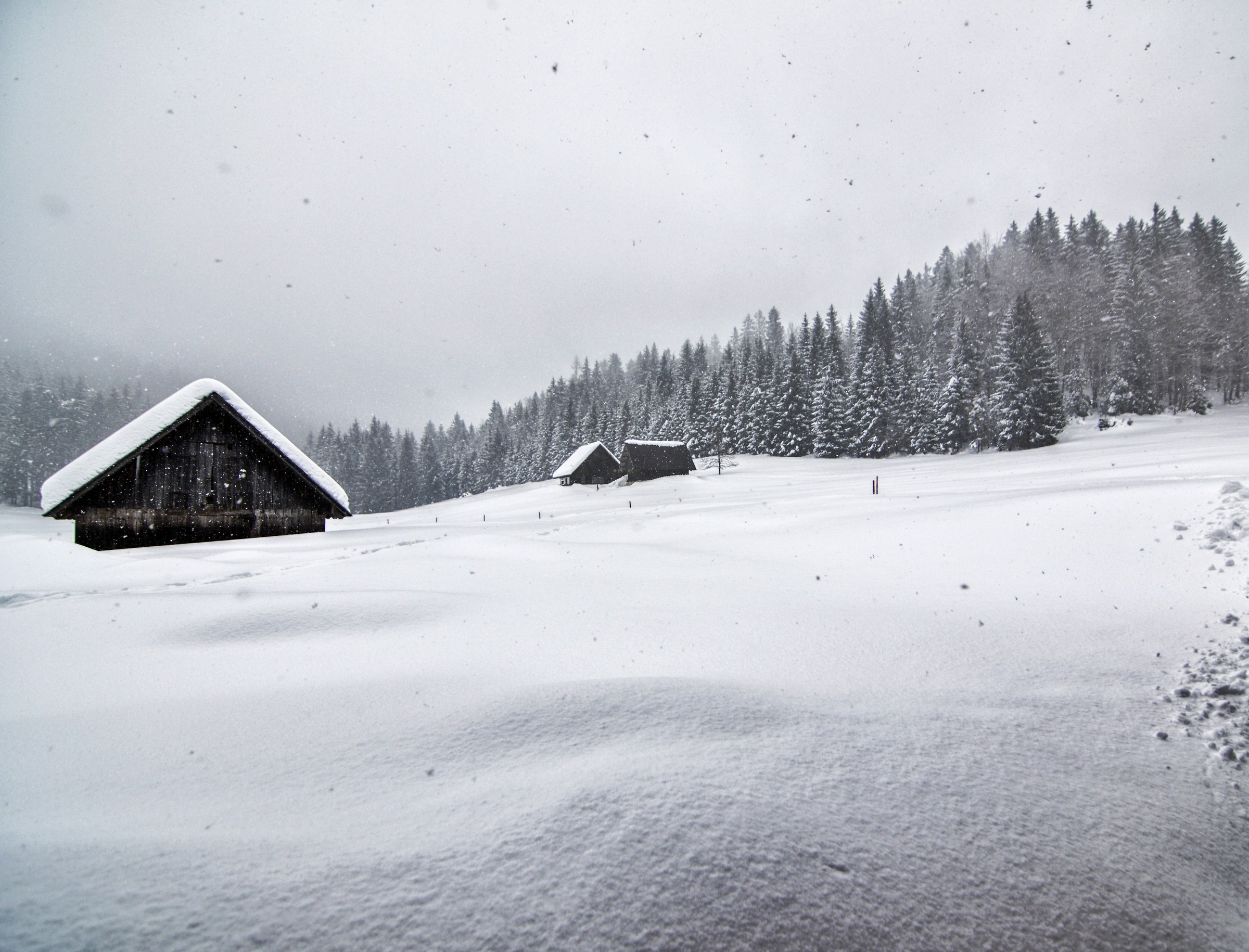 Winter in Pokljuka Plateau