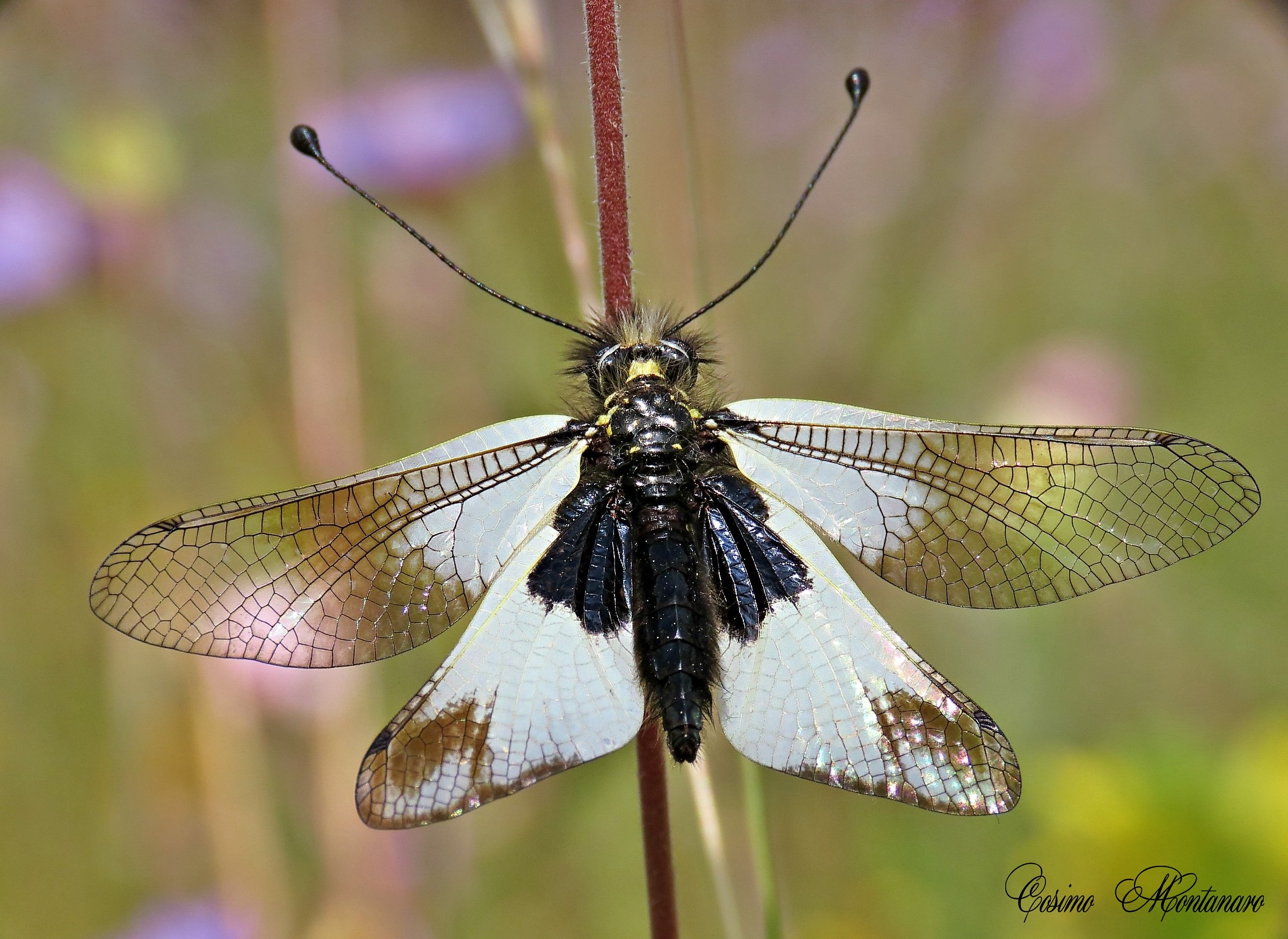 Libelloides Coccajus ?