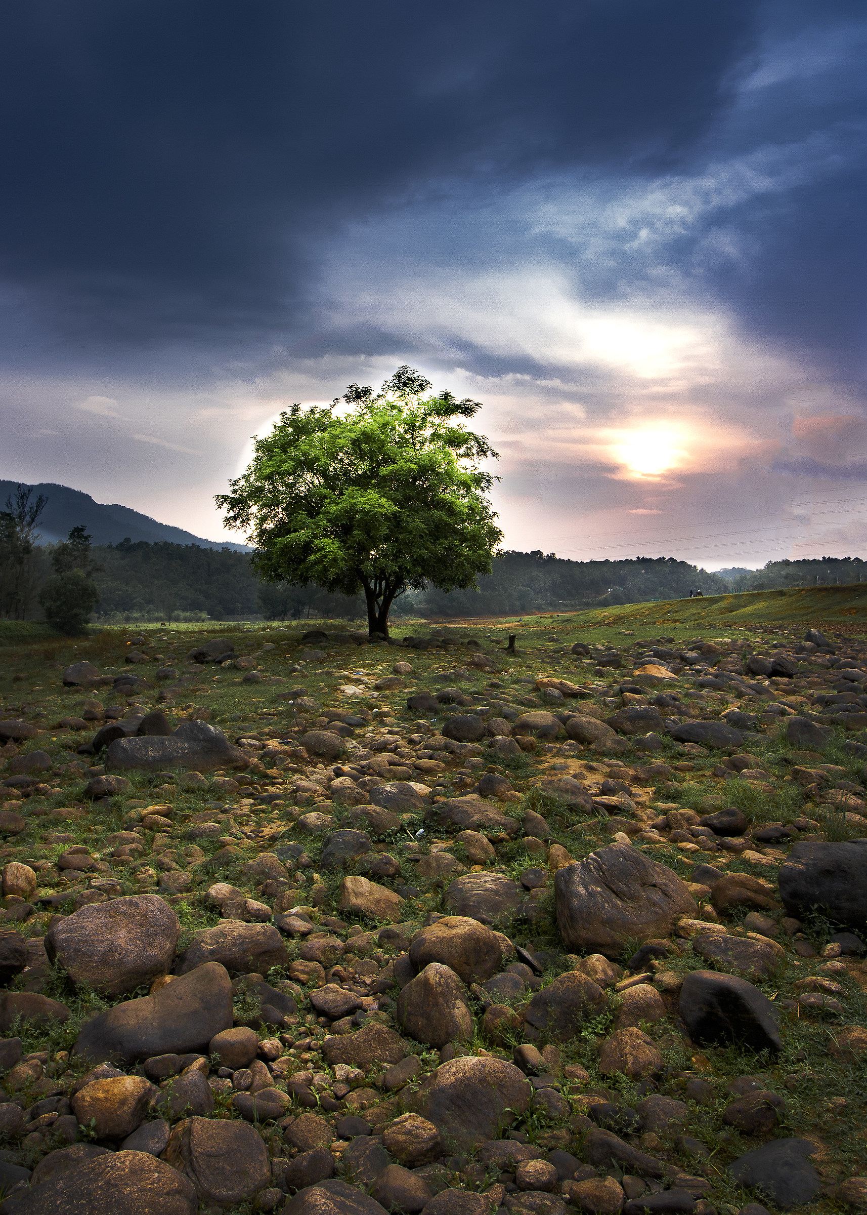 L'albero solitario