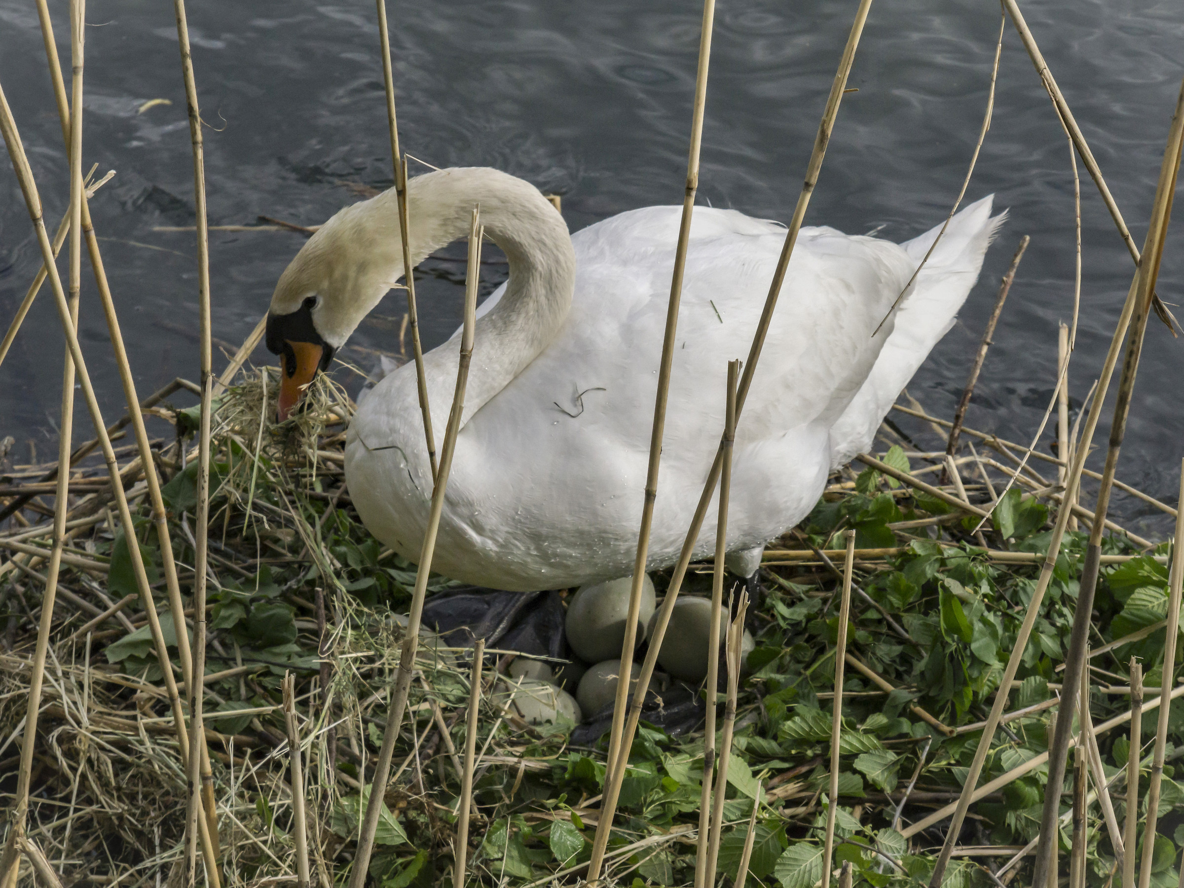 Swans ' Nest-Monday 30 April 2018, 17:59:18