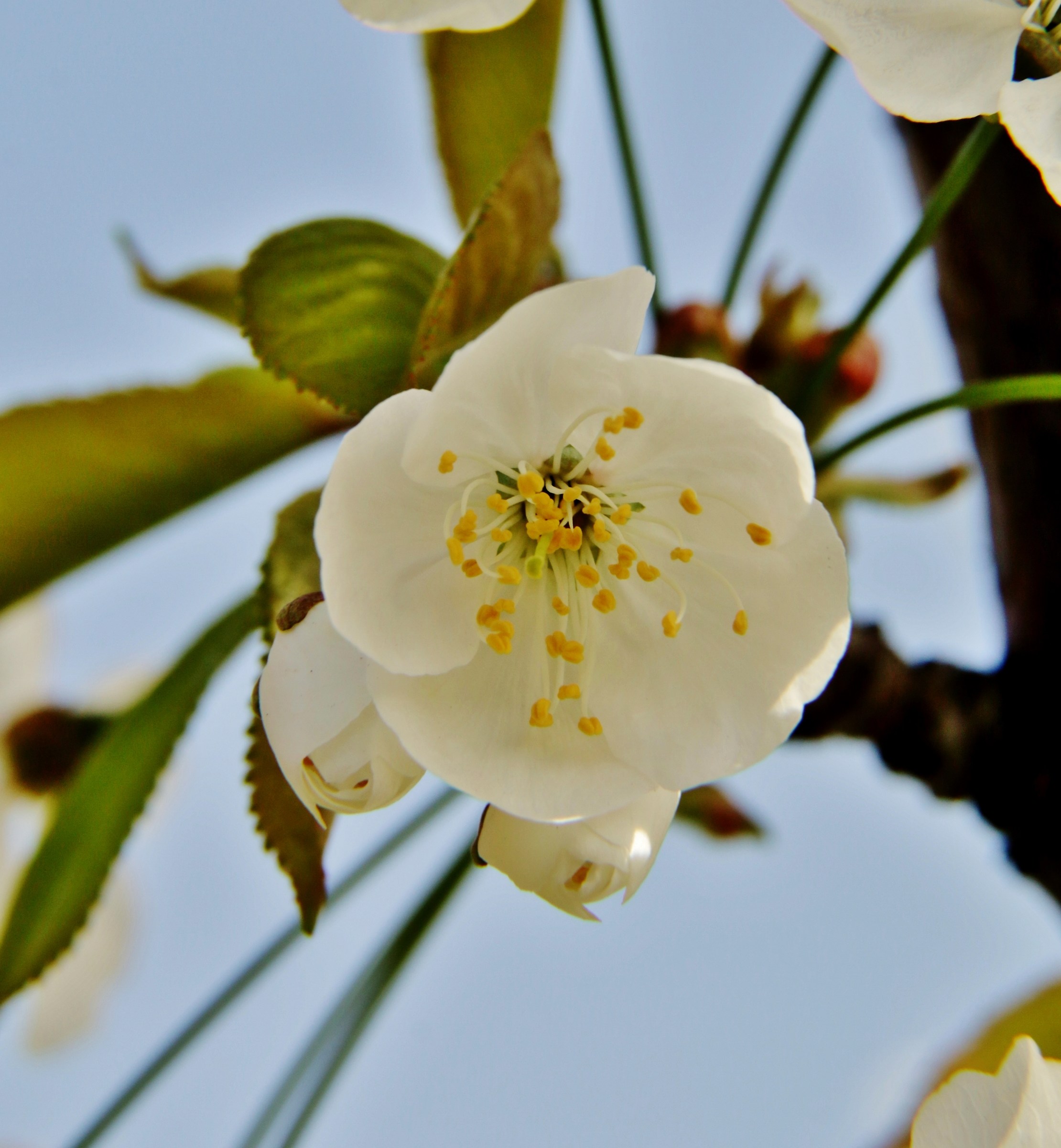Flower of Sour cherry