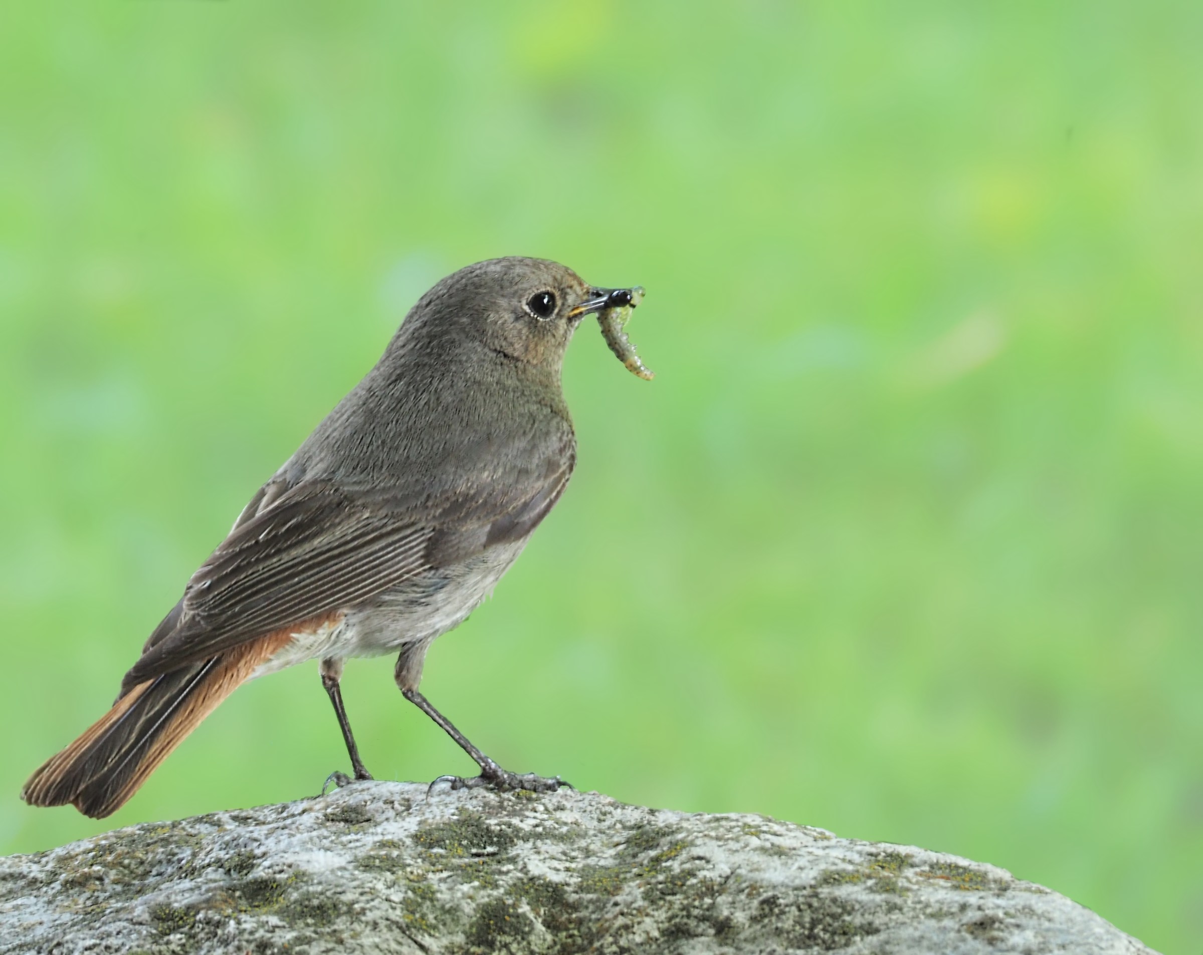 Redstart