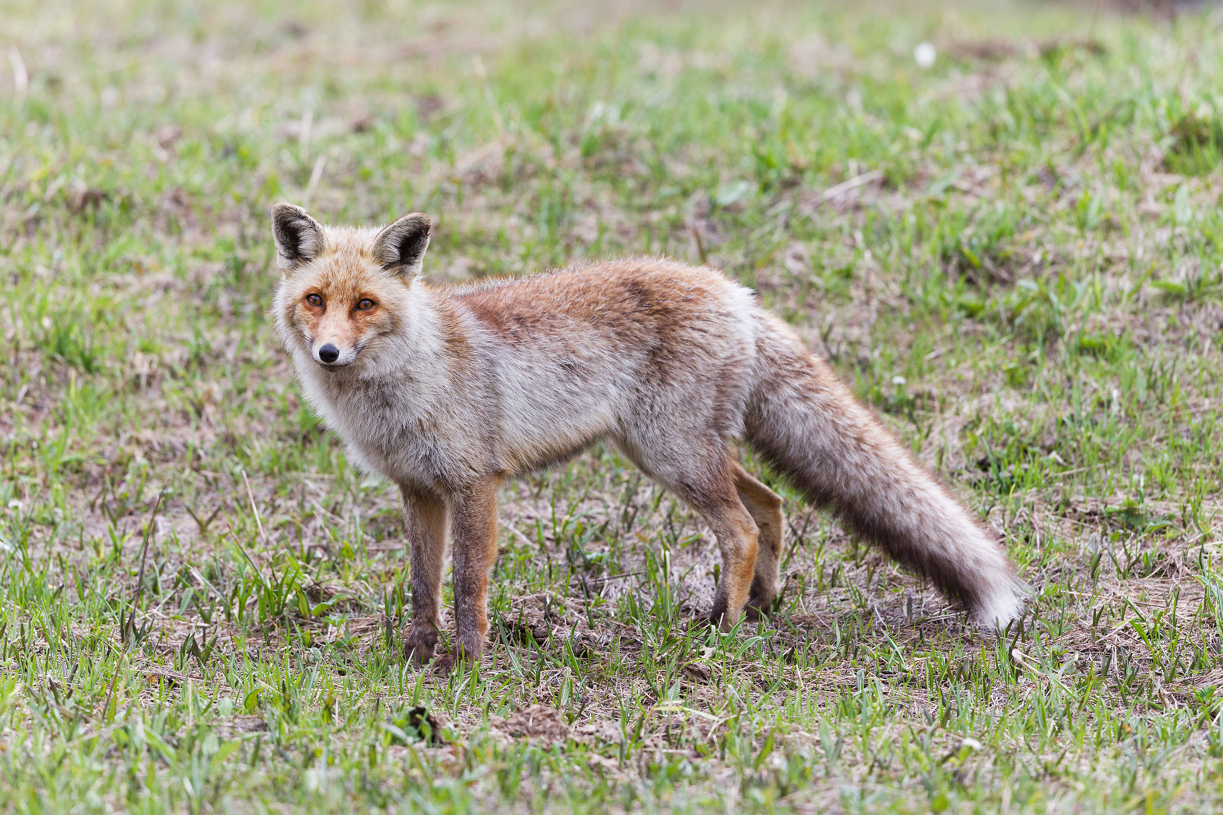 The real Ceresole Fox