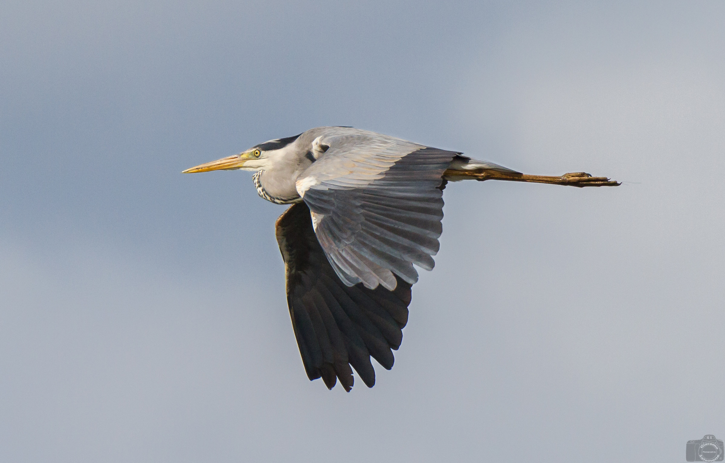 The Grey Heron in flight.
