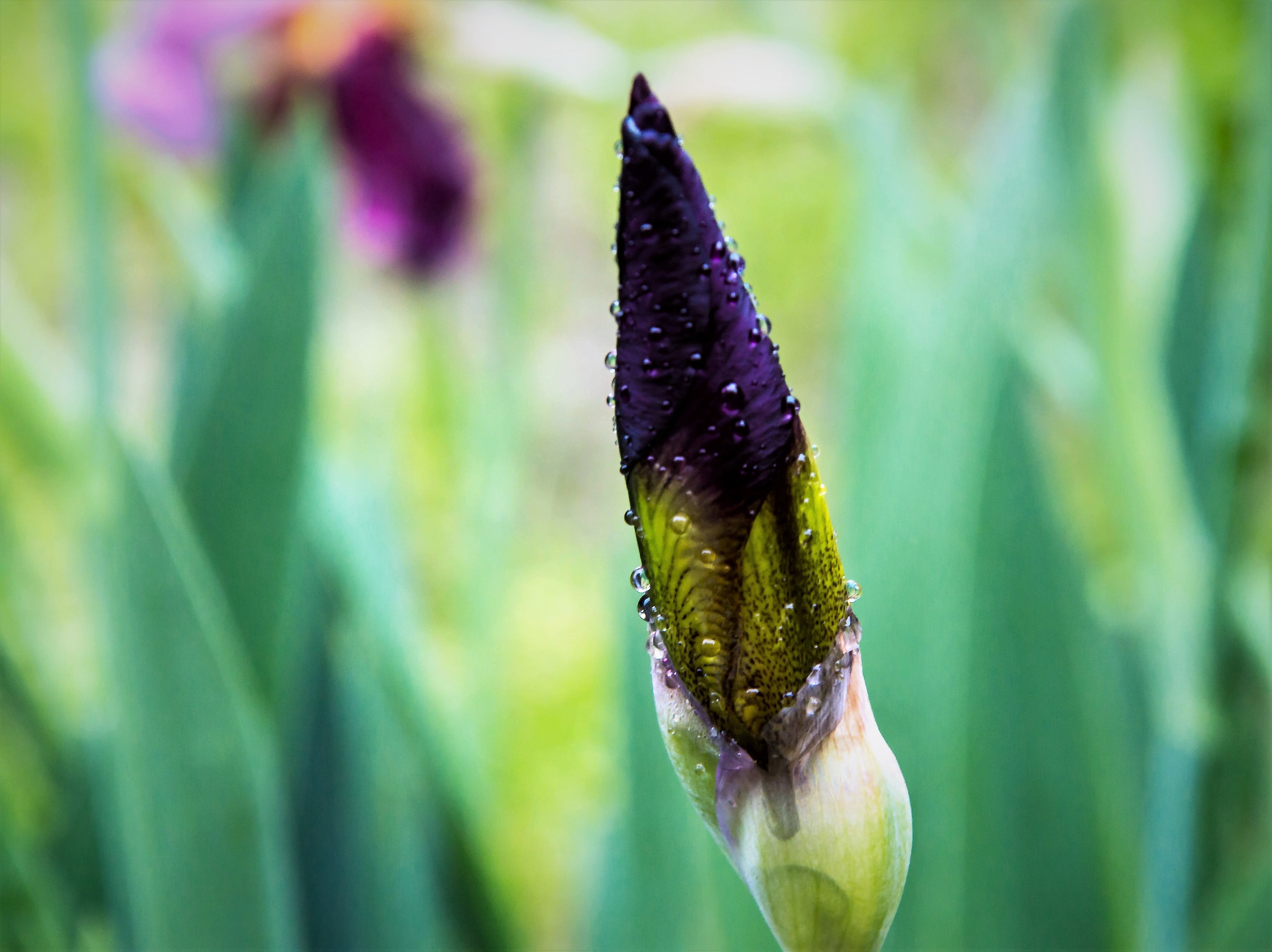 Iris 1