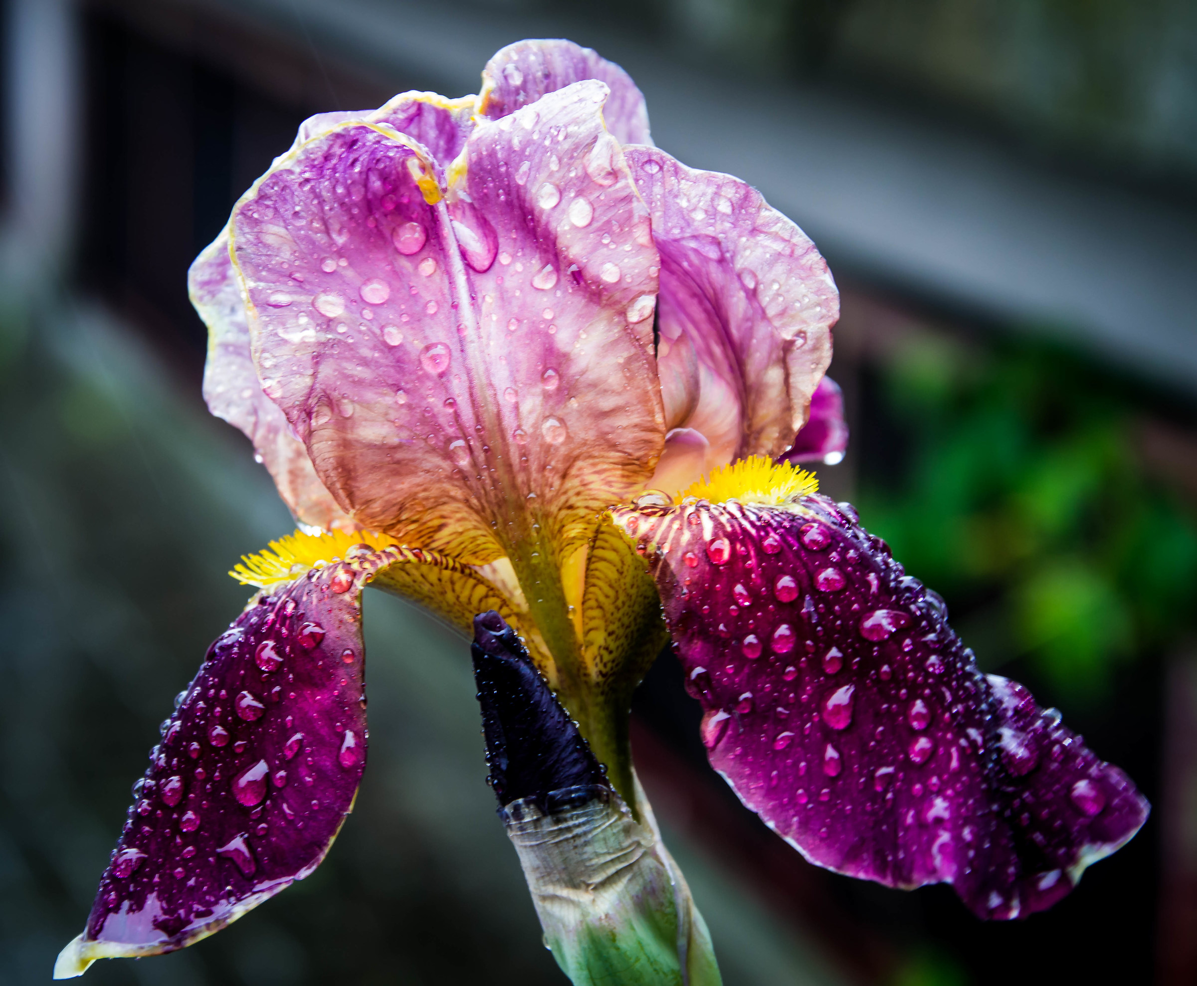 Iris 2