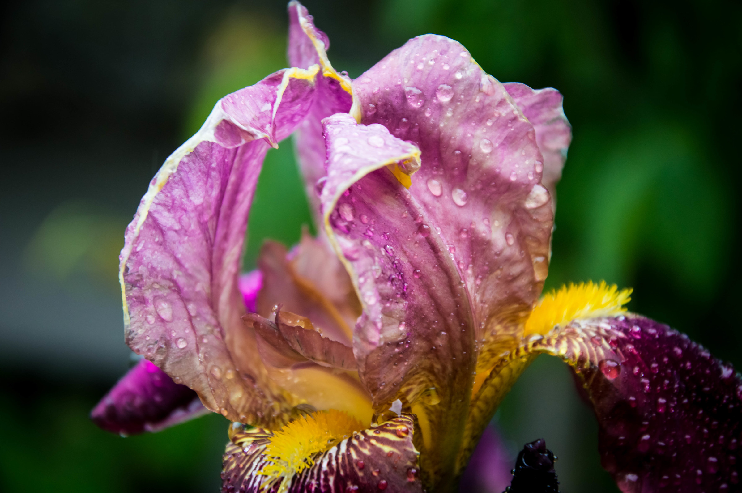 Iris 3