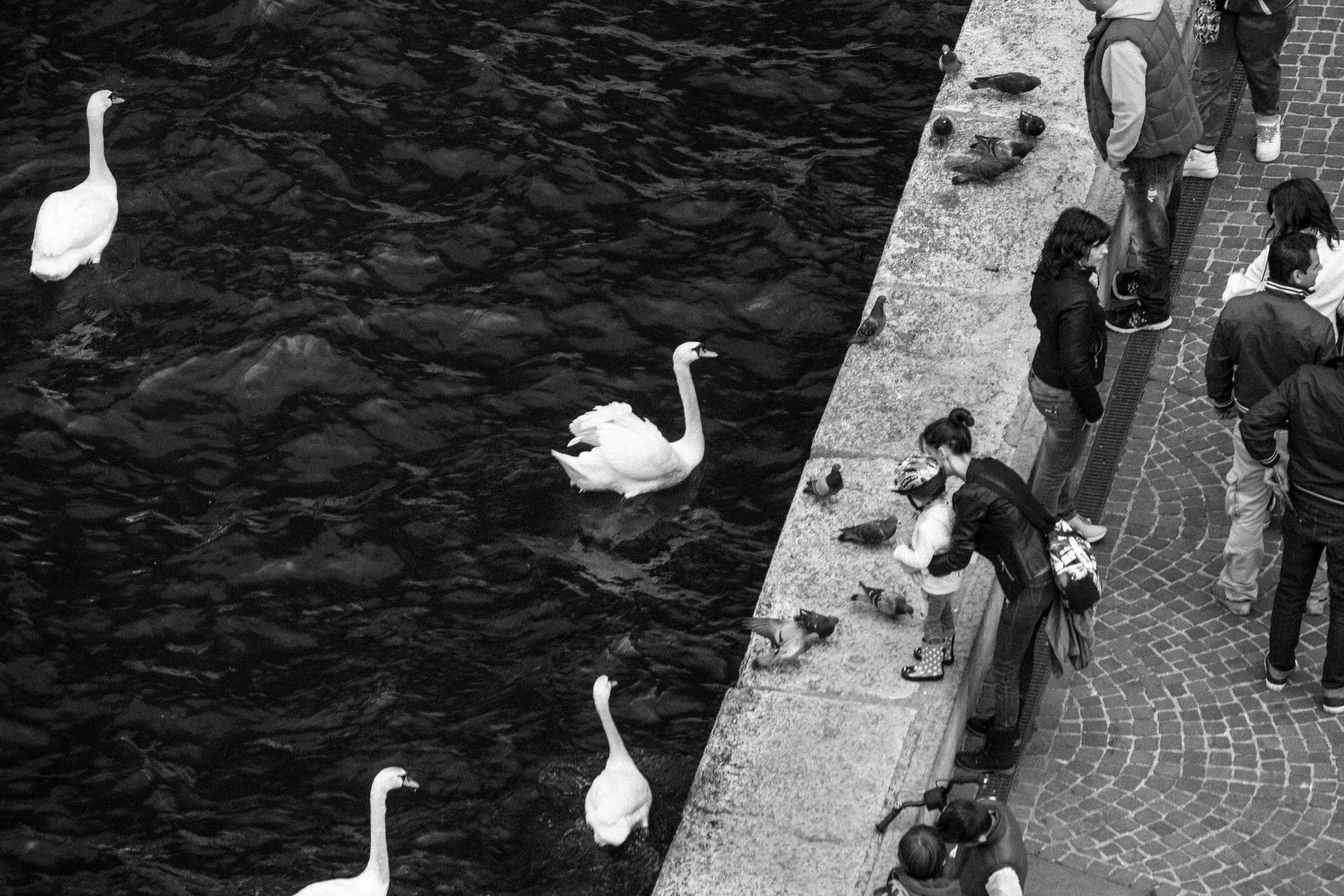 Dalla torre, cigni e passanti