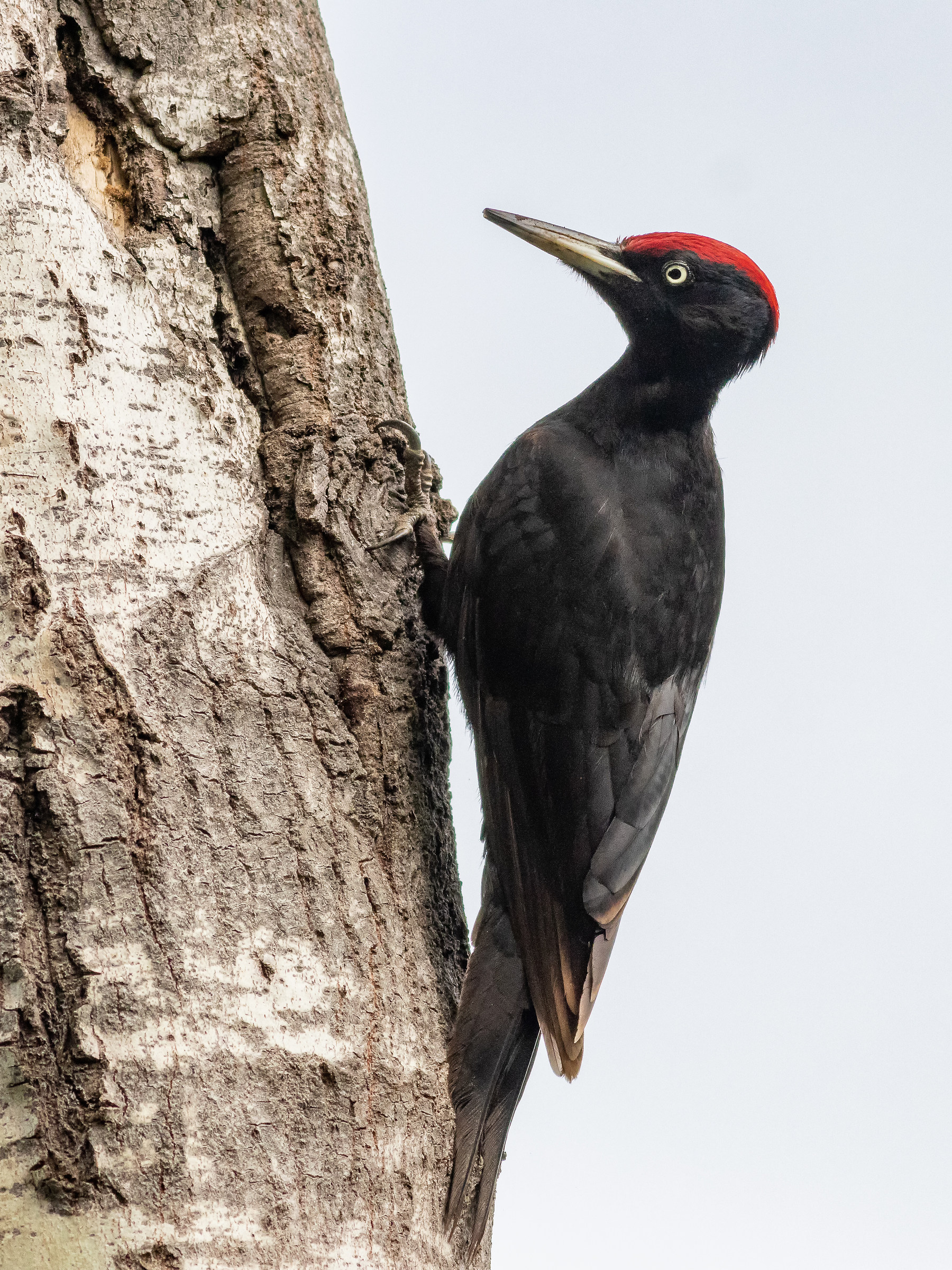 Picchio nero (finalmente il maschio)